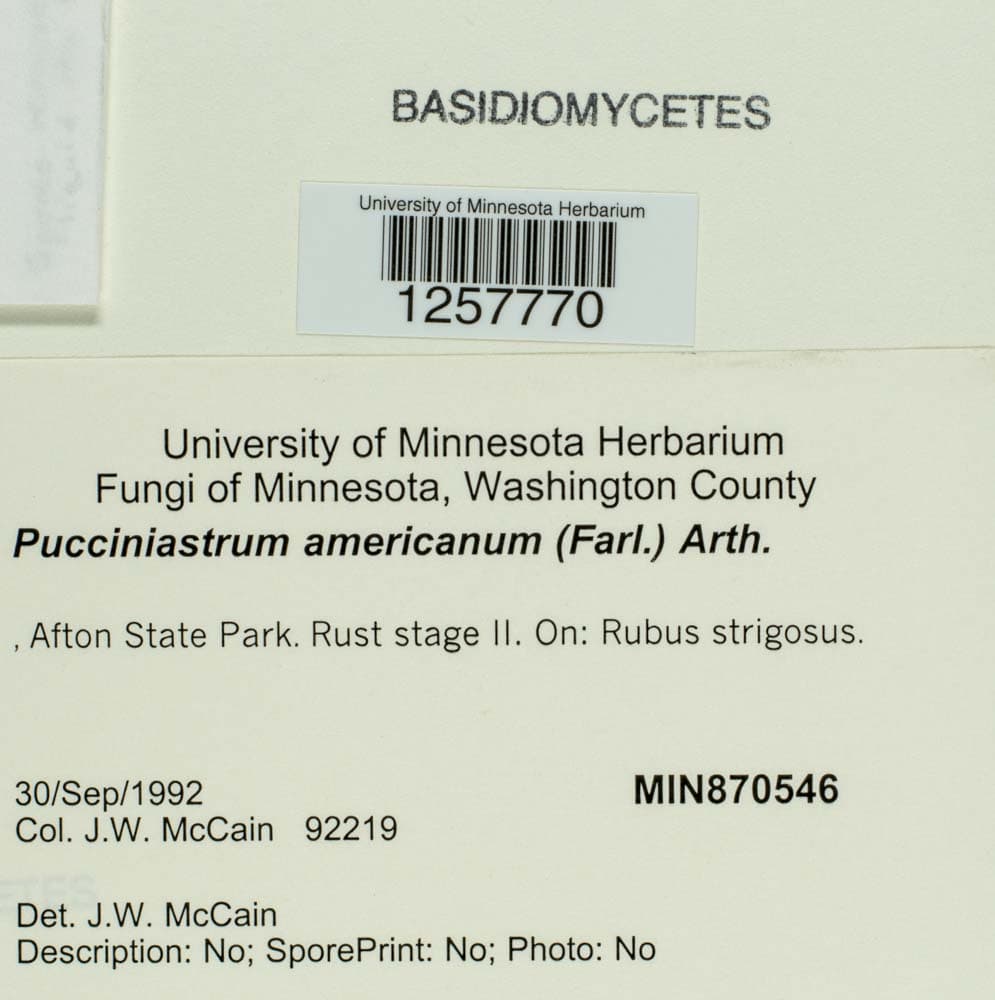 Plaga de ROYA DEL FRAMBUESO, PUCCINIASTRUM AMERICANUM