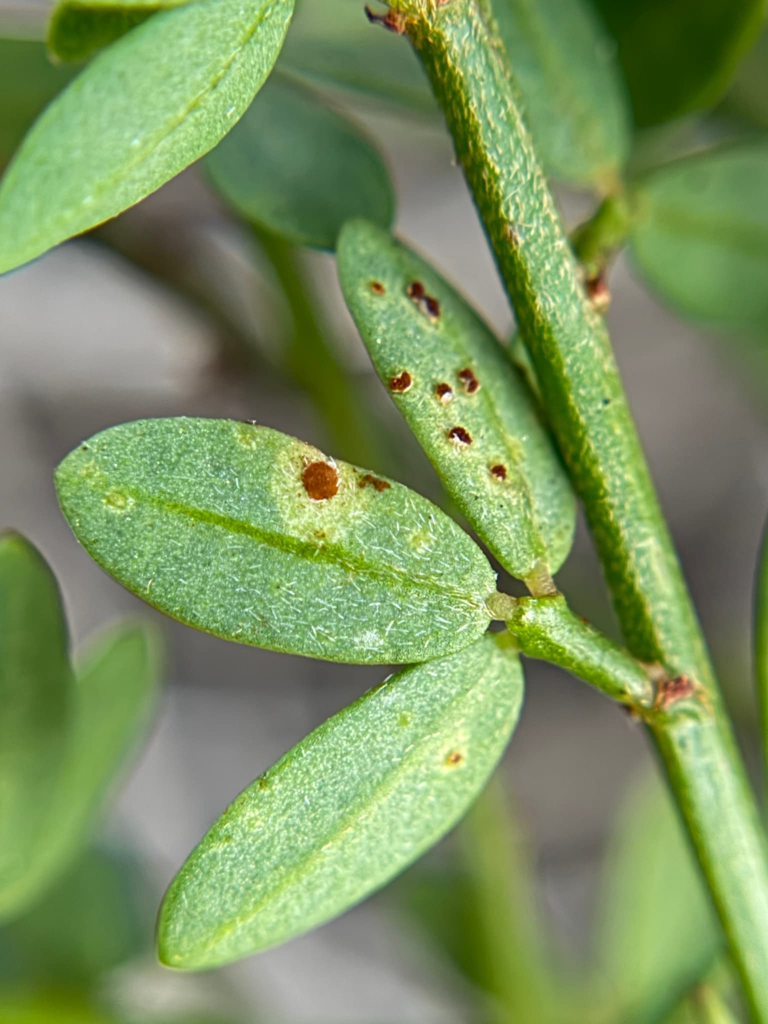 Plaga de ROYA DEL GUISANTE, UROMYCES PISI
