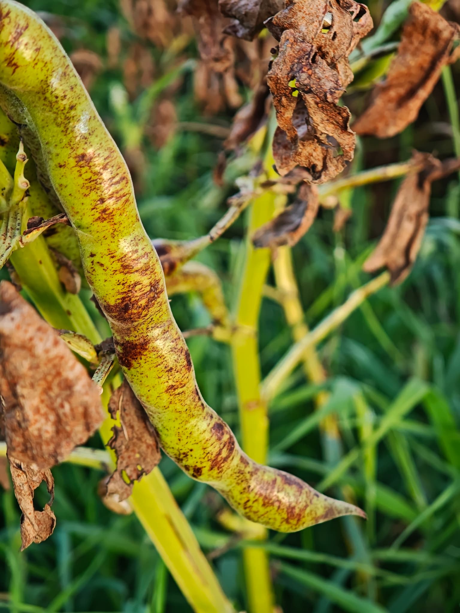 Plaga de ROYA DEL HABA, UROMYCES VICIAE-FABAE