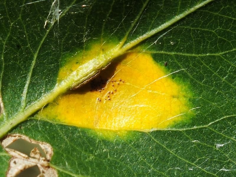 Plaga de ROYA DEL PERAL, GYMNOSPORANGIUM SABINAE