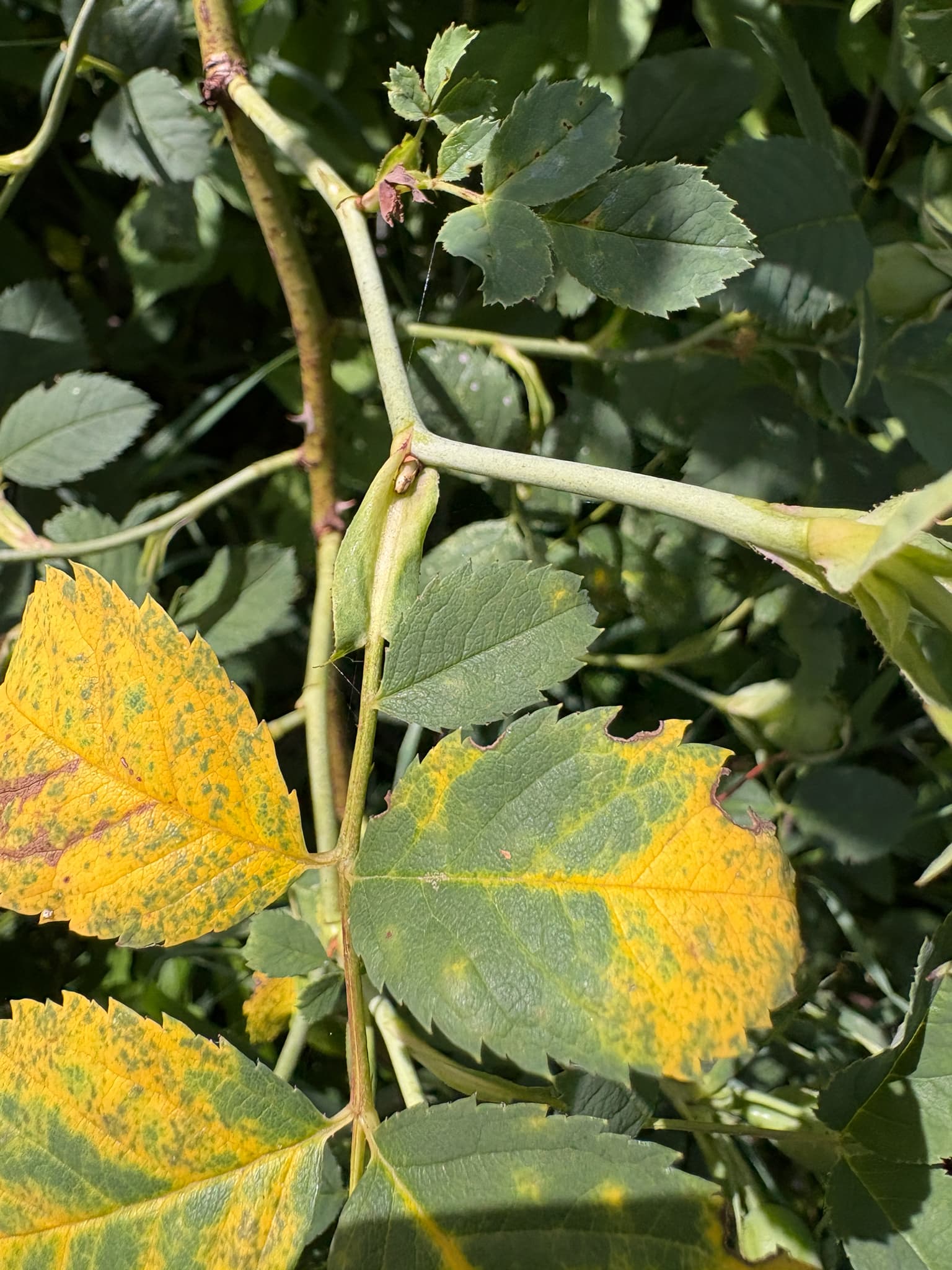 Plaga de ROYA DEL ROSAL, PHRAGMIDIUM MUCRONATUM