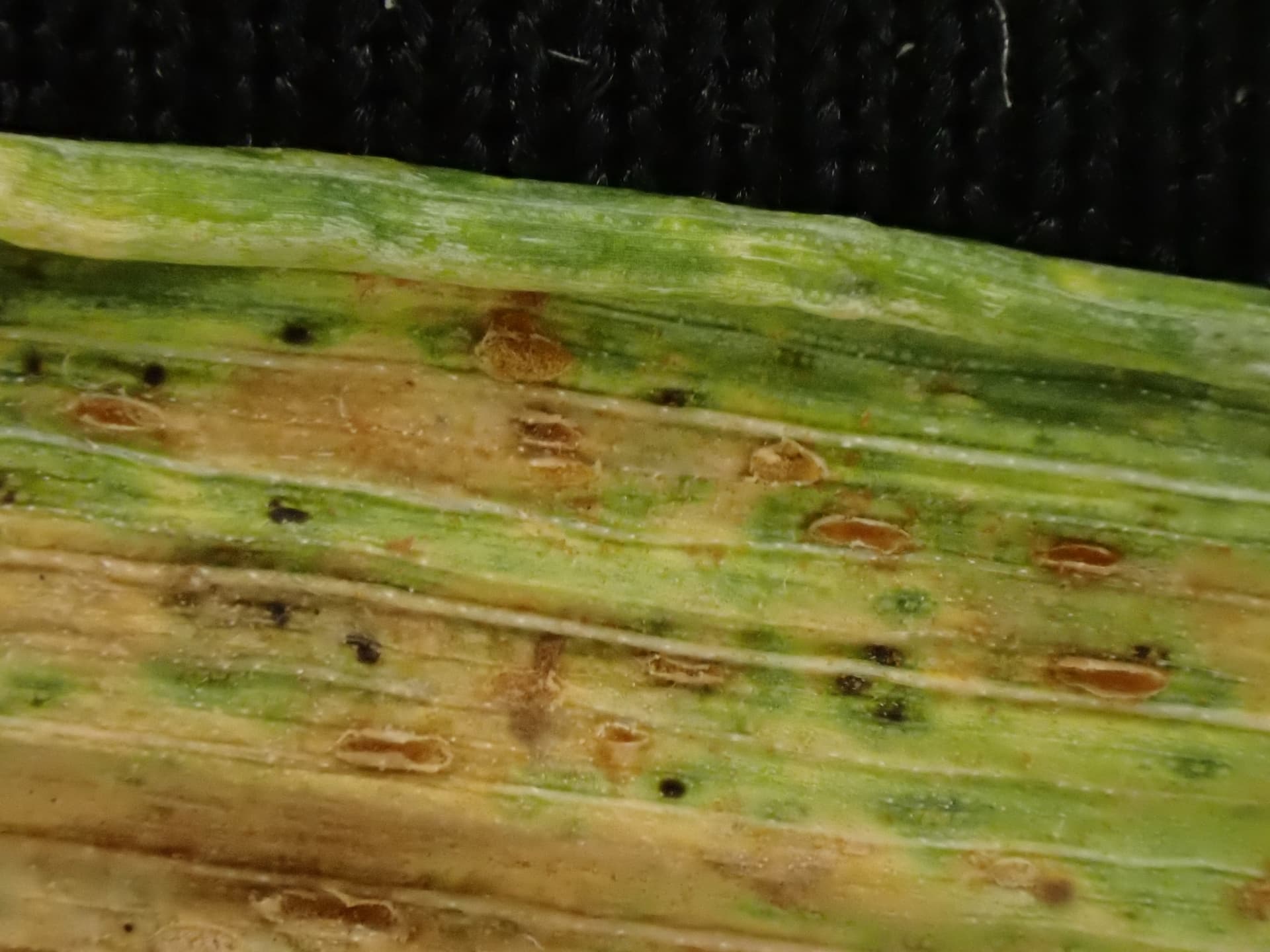 Plaga de ROYA PARDA DEL TRIGO, PUCCINIA TRITICINA