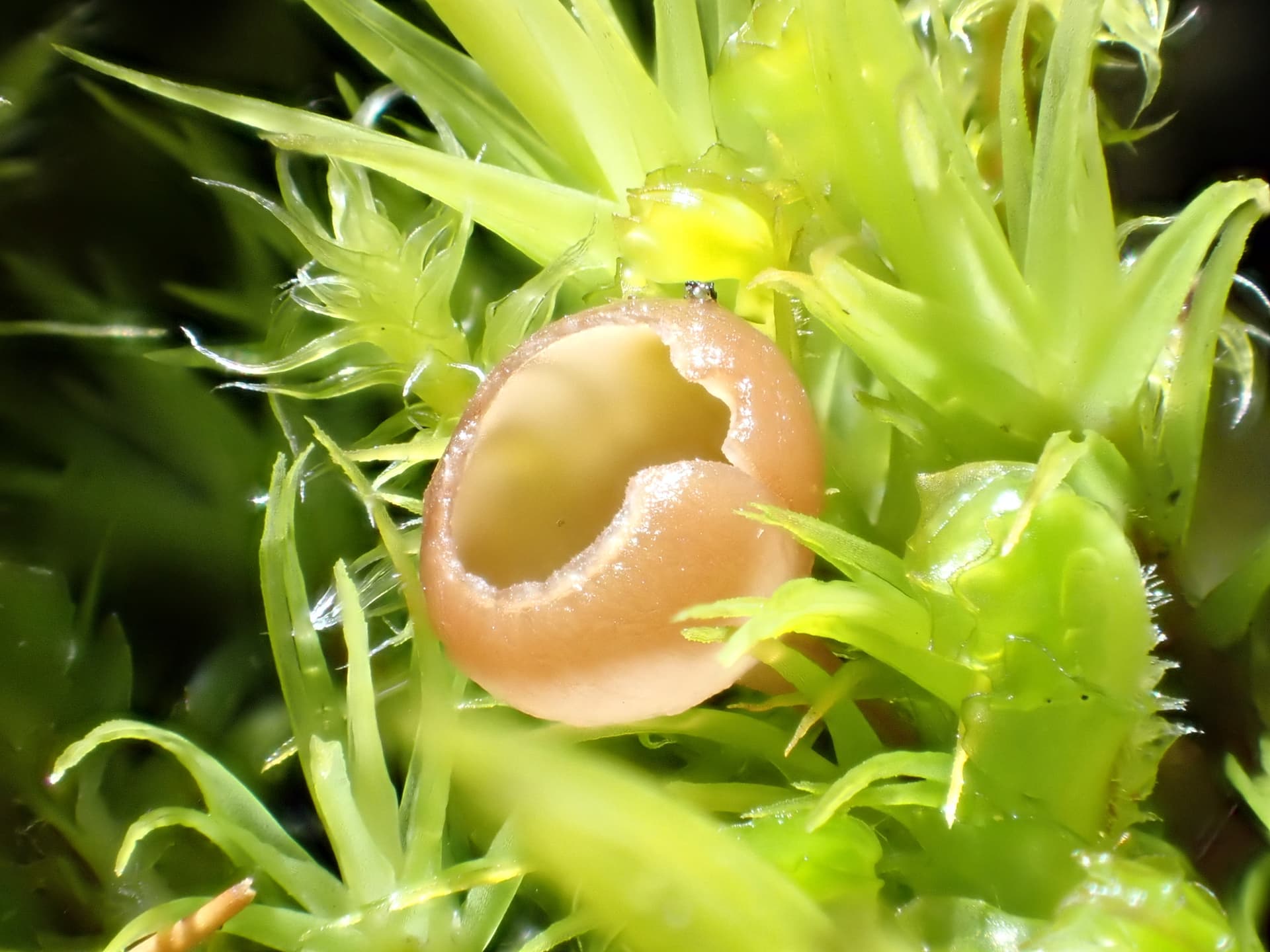 Plaga de SCLEROTINIA SPP.