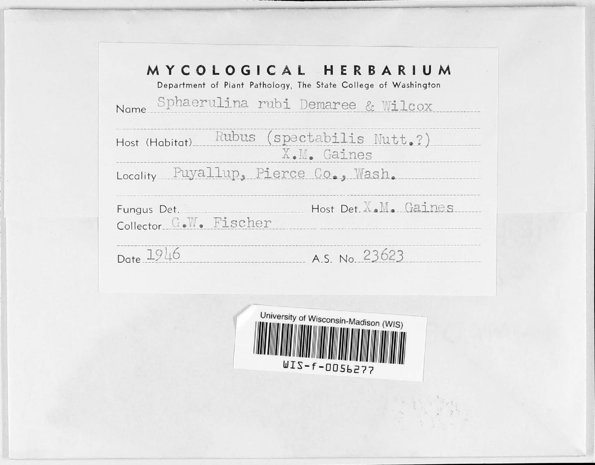 Plaga de SEPTORIOSIS DE LA ZARZAMORA, SPHAERULINA RUBI