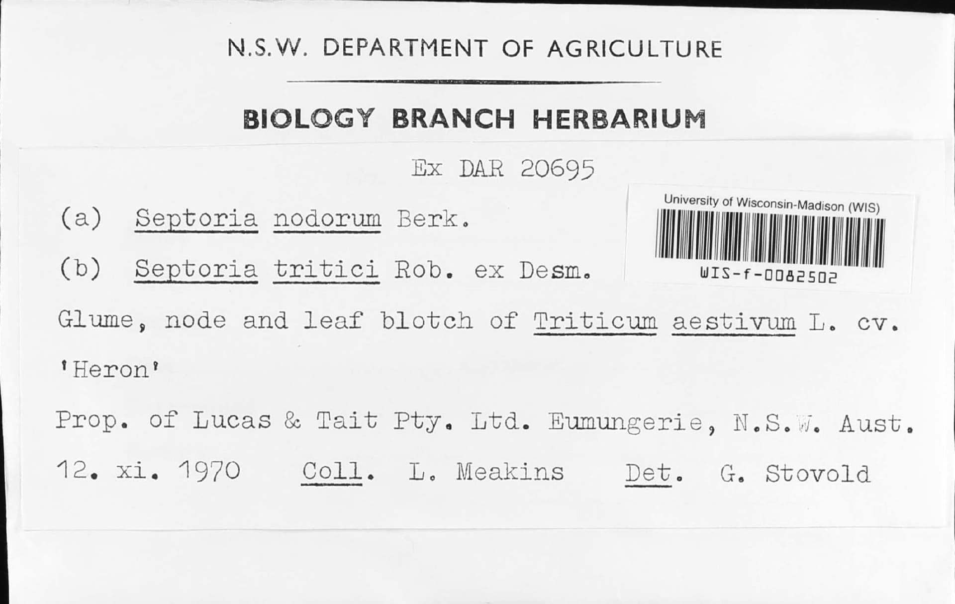 Plaga de SEPTORIOSIS DE LAS ESPIGAS DEL TRIGO, PARASTAGONOSPORA NODORUM