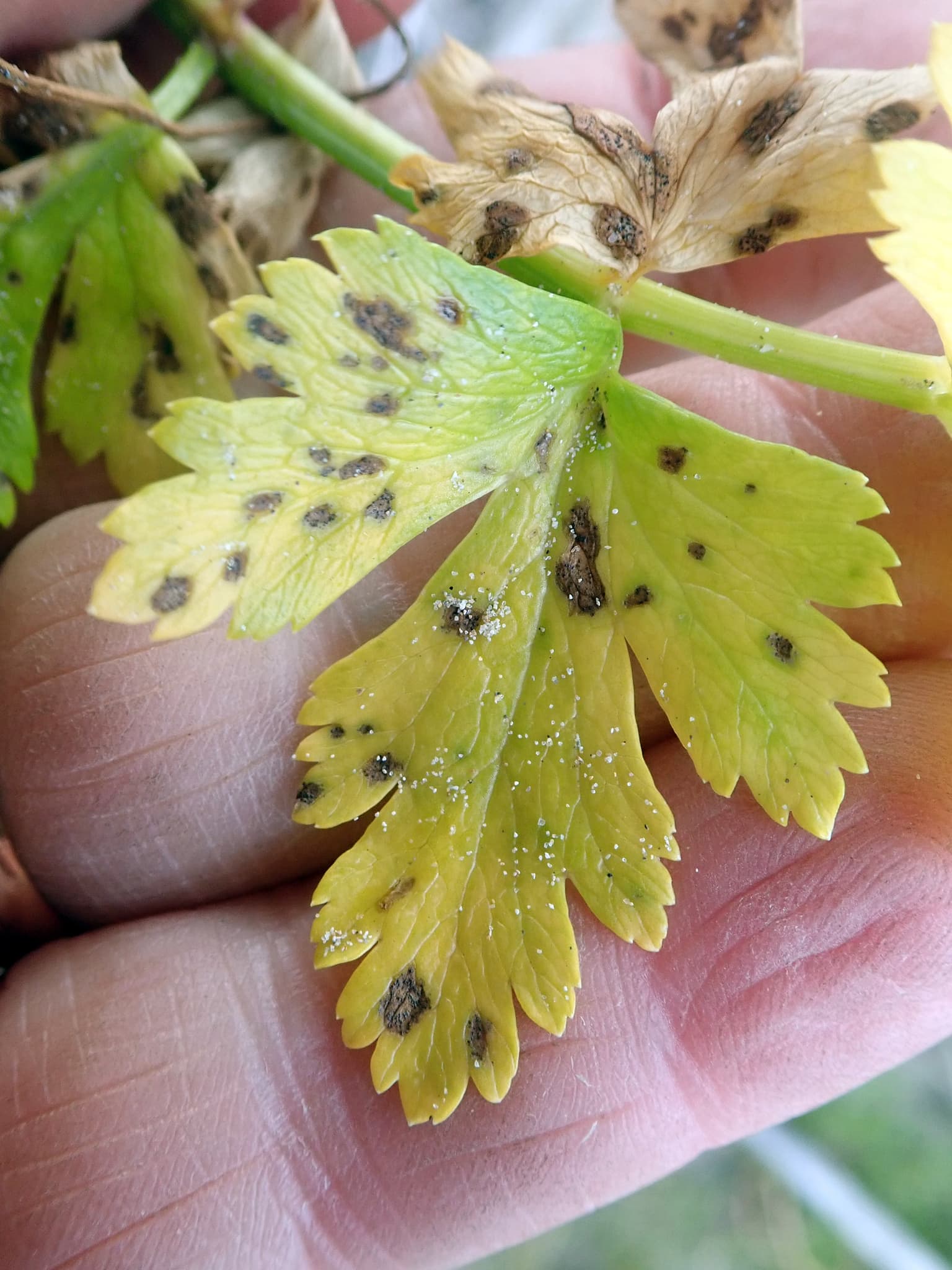 Plaga de SEPTORIOSIS DEL APIO, SEPTORIA APIICOLA