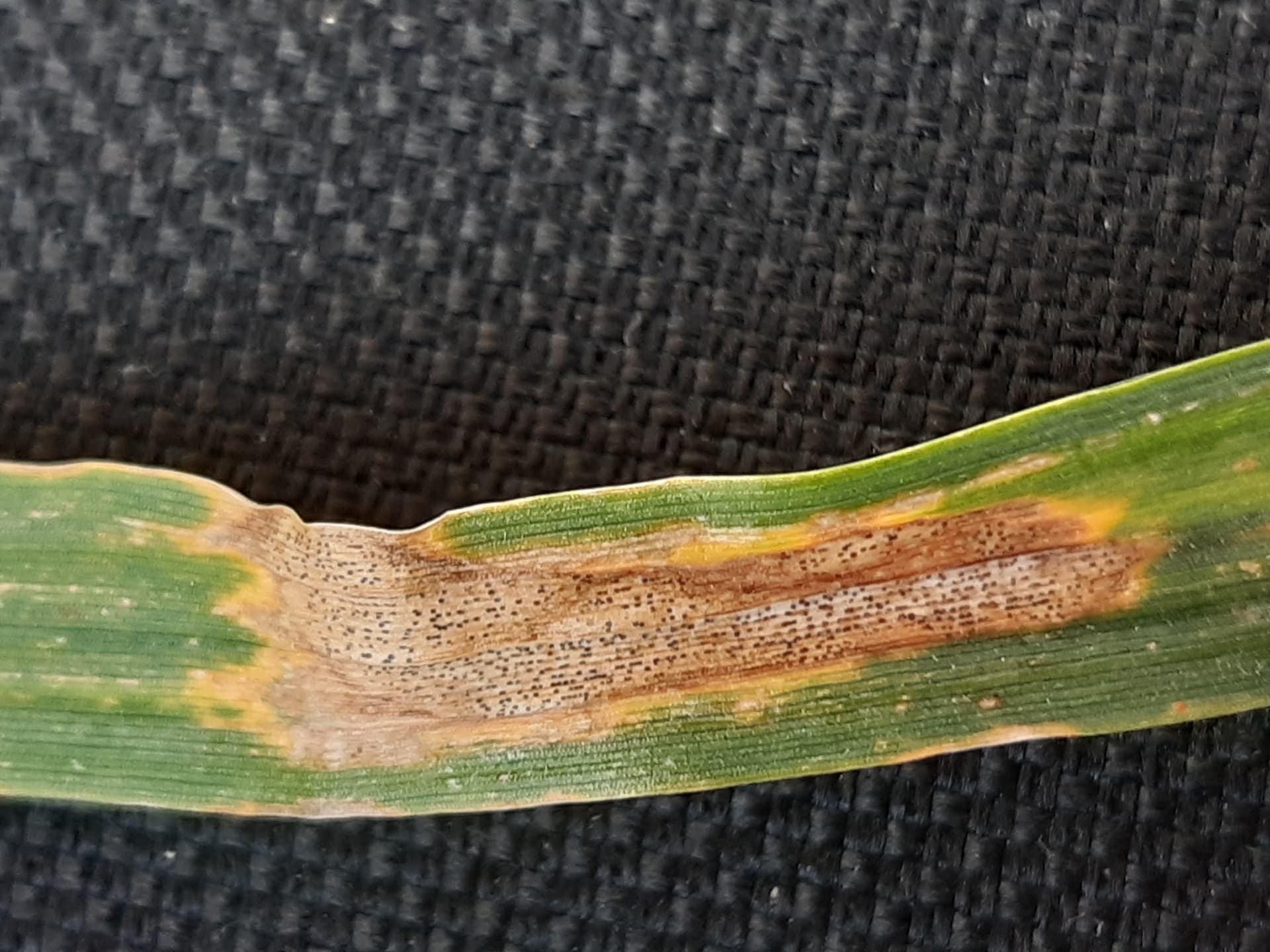 Plaga de SEPTORIOSIS DEL TRIGO, ZYMOSEPTORIA TRITICI