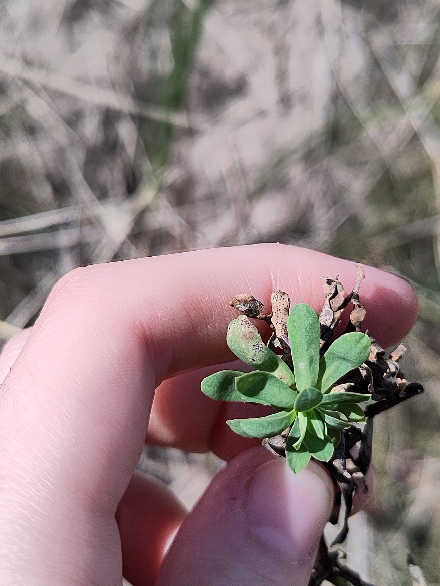 Plaga de SEPTORIOSIS, SEPTORIA SPP.