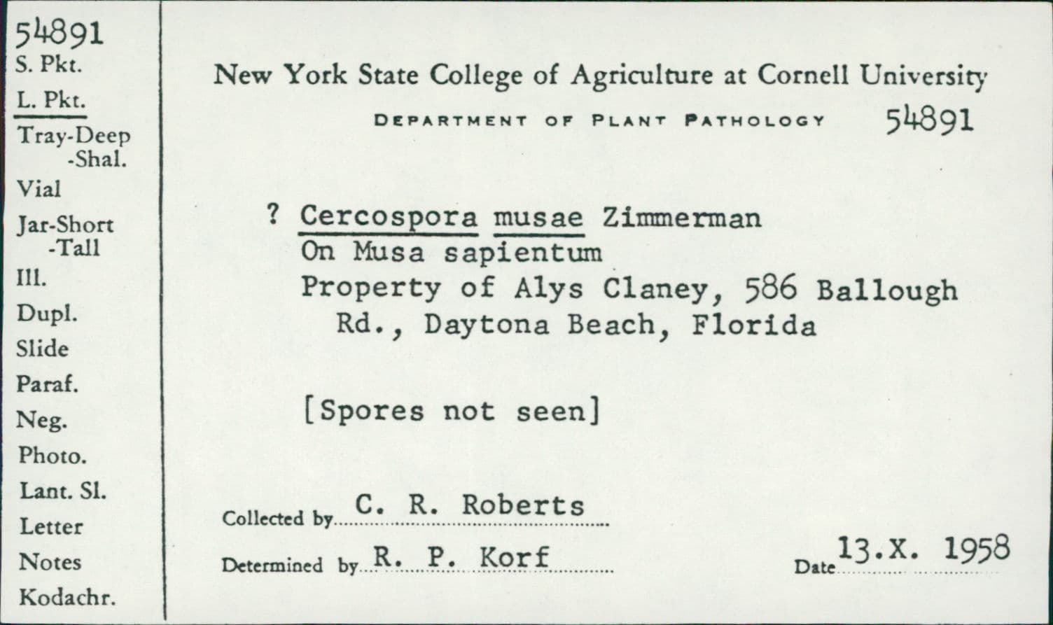 Plaga de SIGATOKA COMÚN O AMARILLA DEL BANANO, PSEUDOCERCOSPORA MUSAE