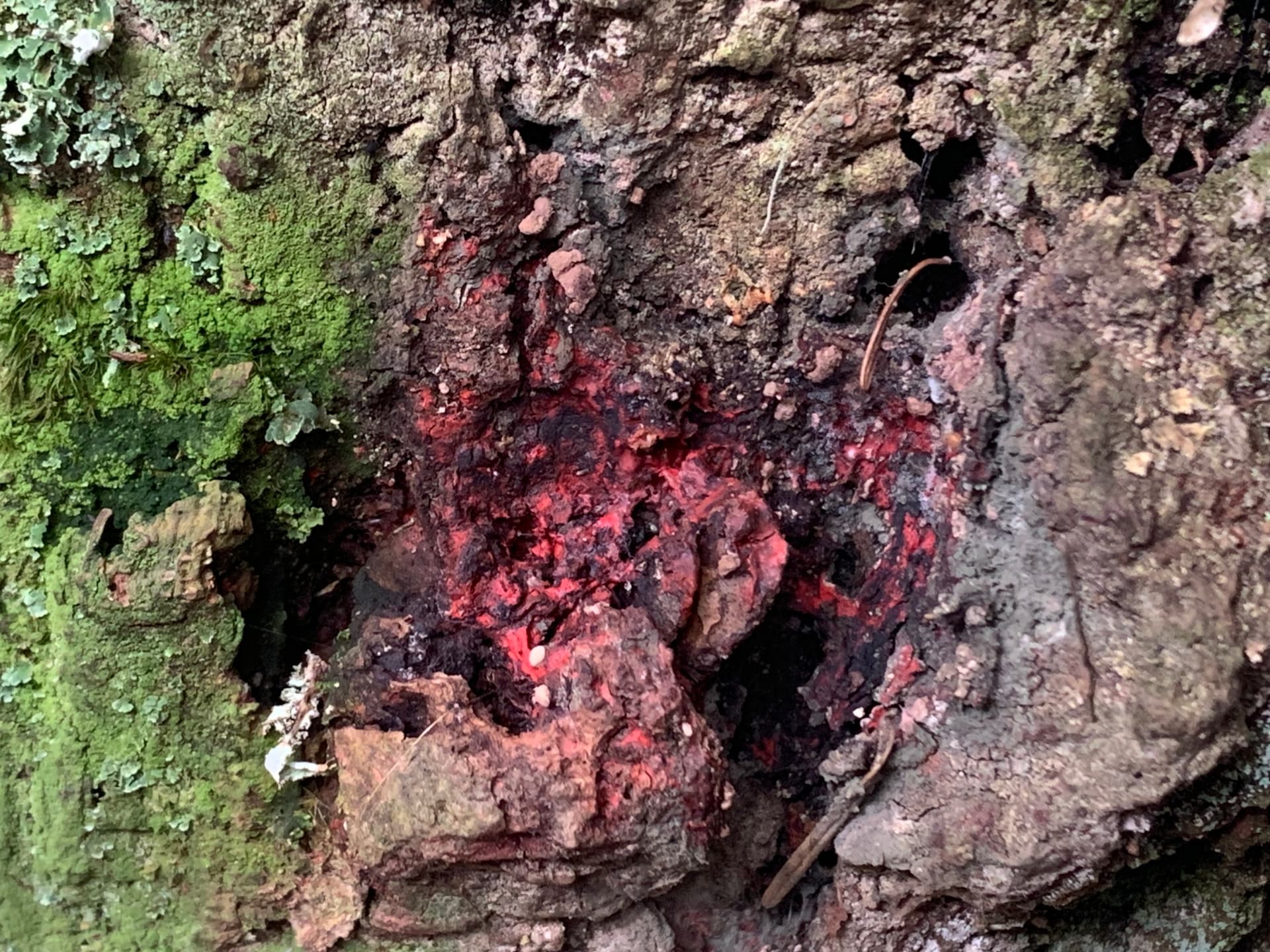 Plaga de TELARAÑA U OÍDIO DEL CHAMPIÑÓN, HYPOMYCES ROSELLUS