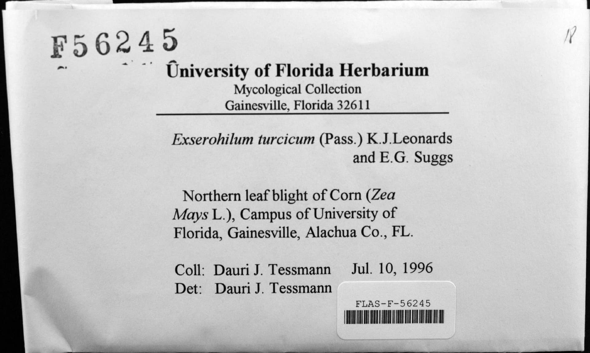 Plaga de TIZÓN DEL MAÍZ, NIEBLA, EXSEROHILUM TURCICUM