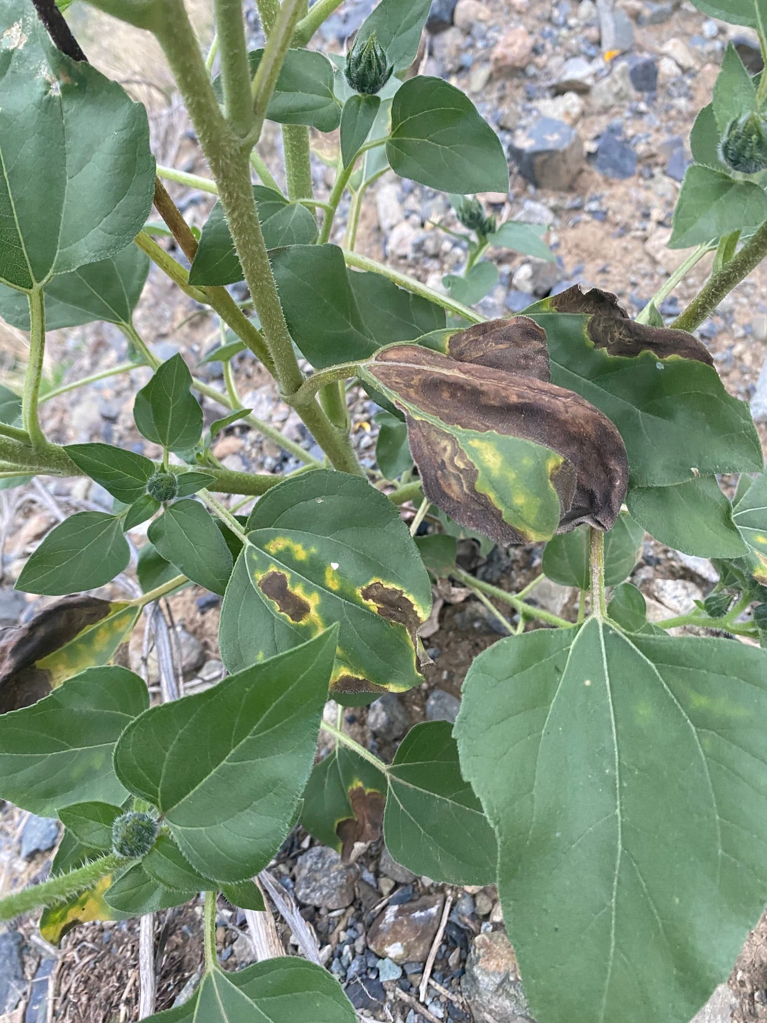 Plaga de VERTICILLIUM SPP.