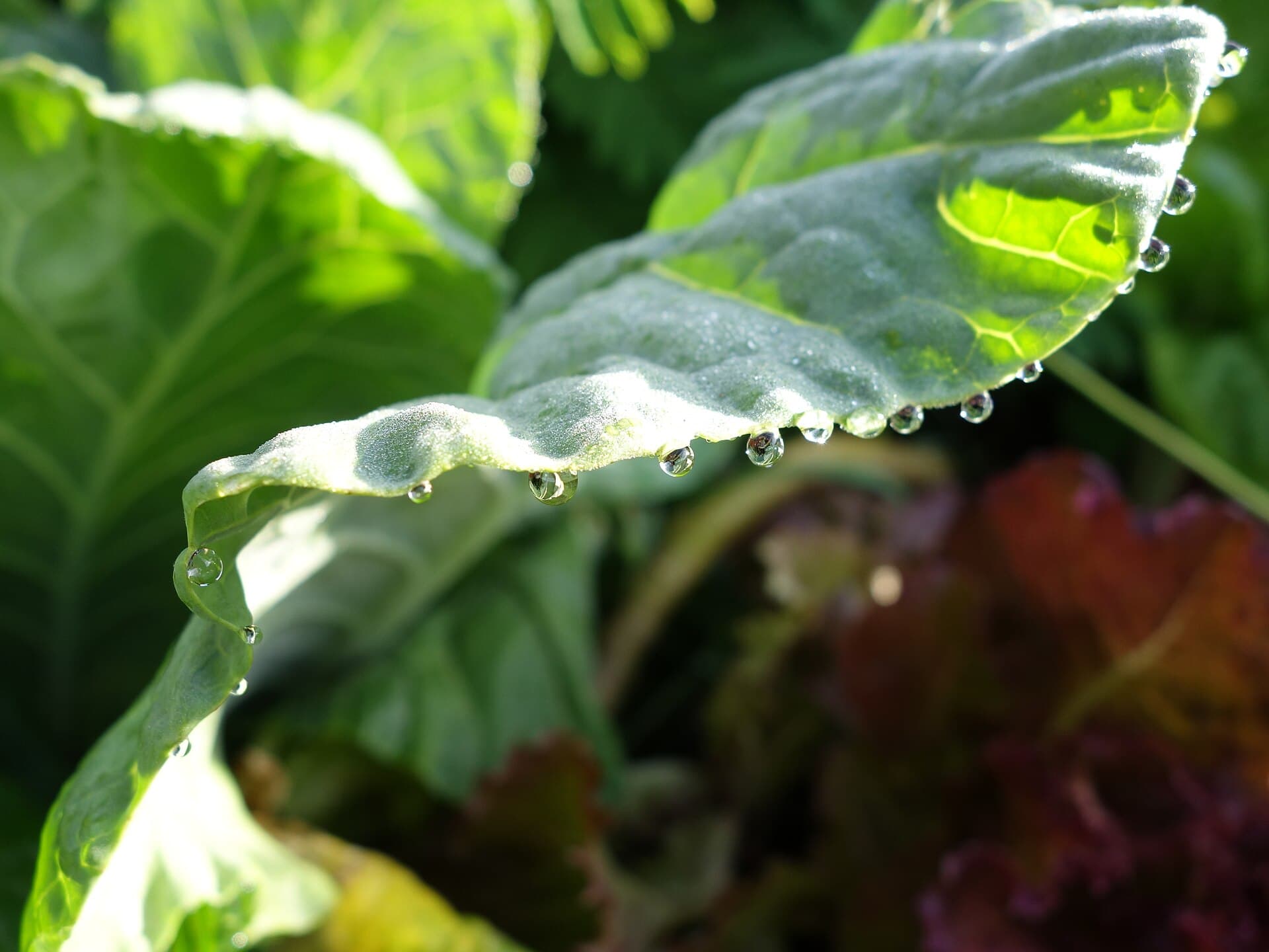 Plaga de XANTHOMONAS SPP.