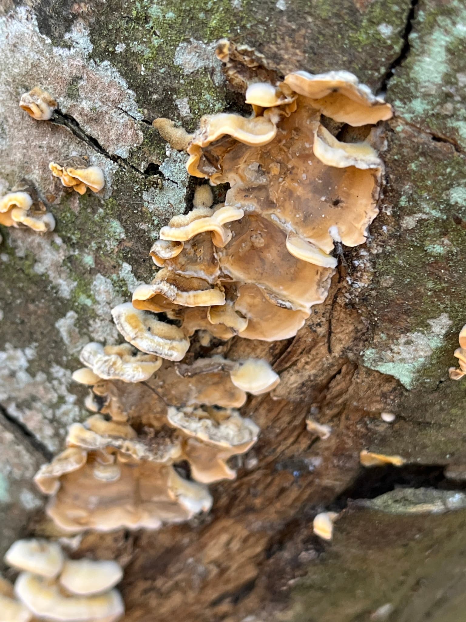 Plaga de YESCA DE LA VID, STEREUM HIRSUTUM