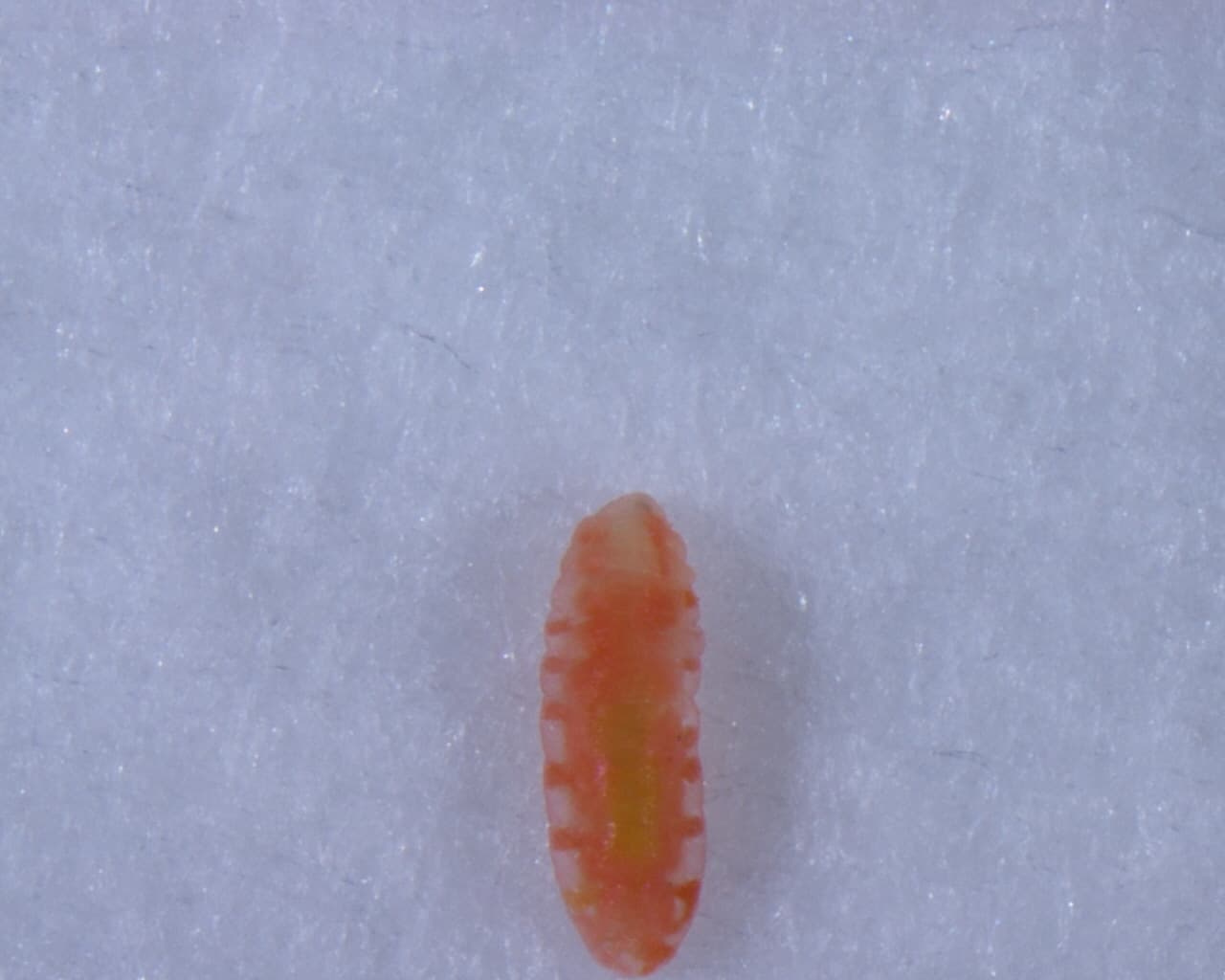 Plaga de PERRISIA, CIGARRERO DEL MANZANO, DASINEURA MALI