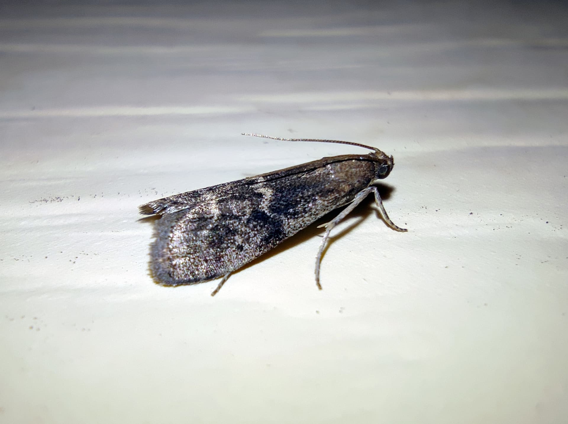 Plaga de POLILLA DEL MEMBRILLO, EUZOPHERA BIGELLA