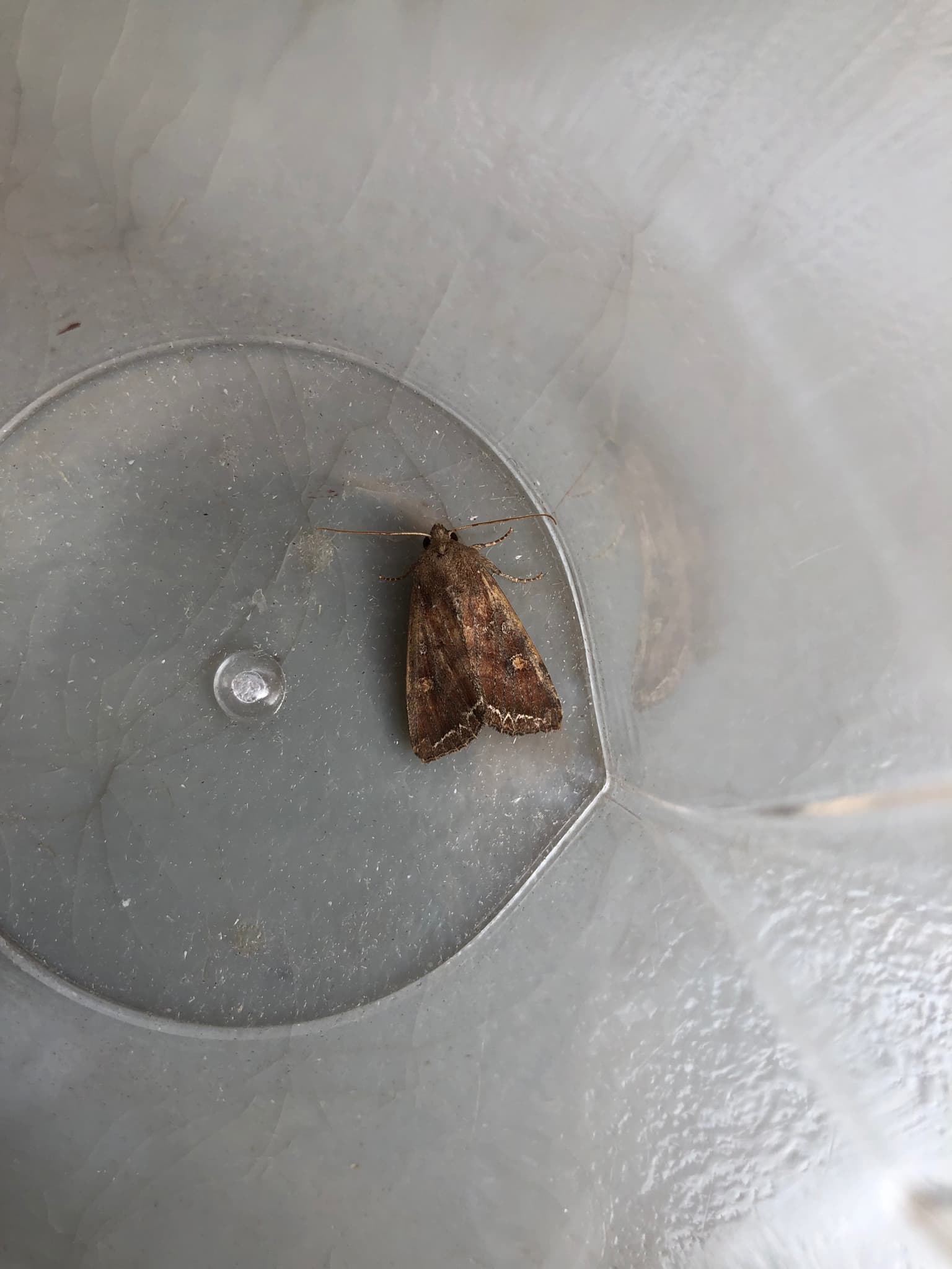 Plaga de NÓCTUA DE LAS HUERTAS, LACANOBIA OLERACEA