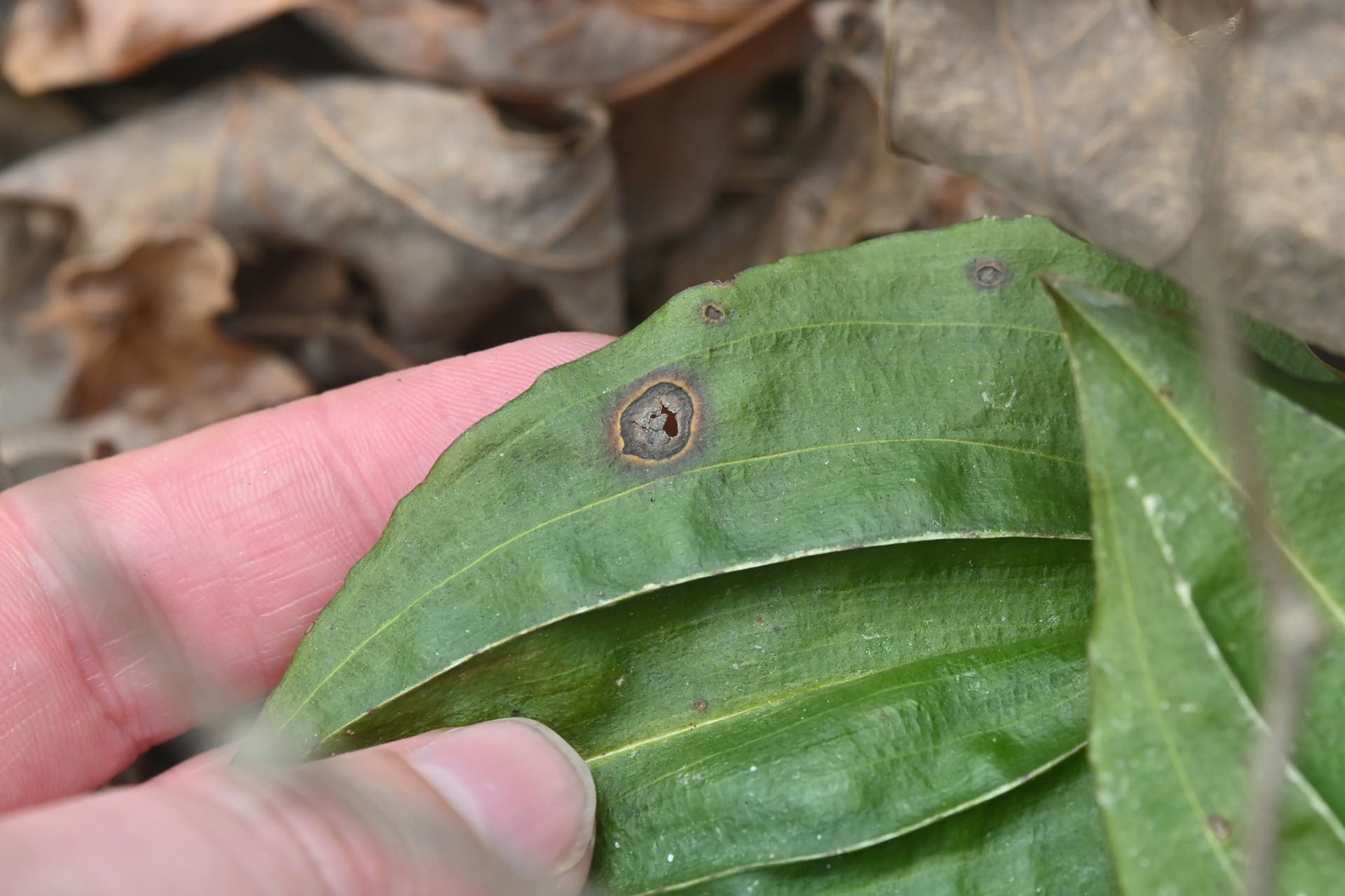 Plaga de BOTRYOSPHAERIA SPP.