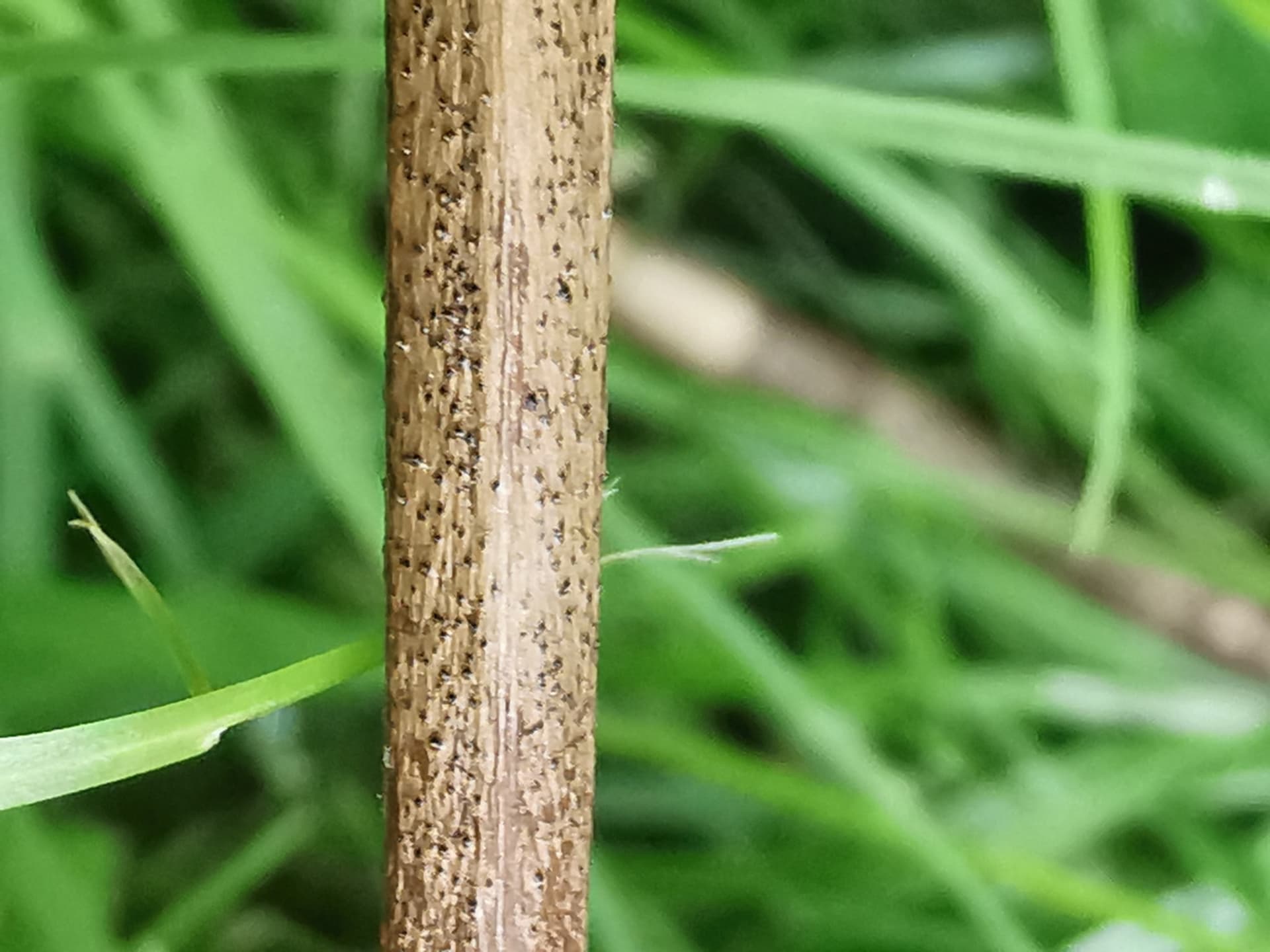 Plaga de CHANCRO DE LAS POMÁCEAS, DIPLODIA SERIATA