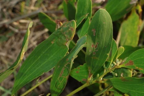 Plaga de DIDYMELLA SPP.