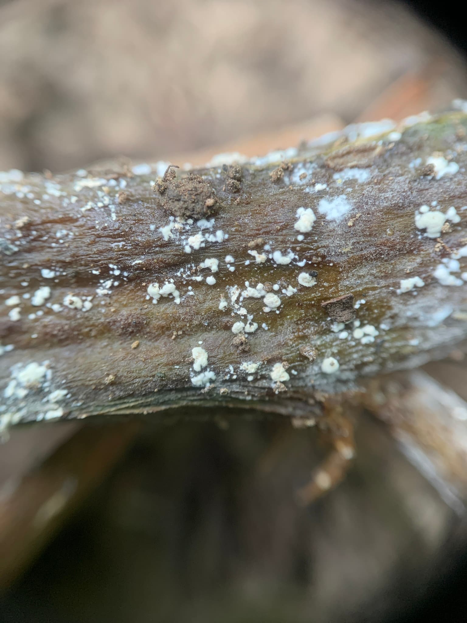 Plaga de PUDRICIÓN, GEOTRICHUM SPP.