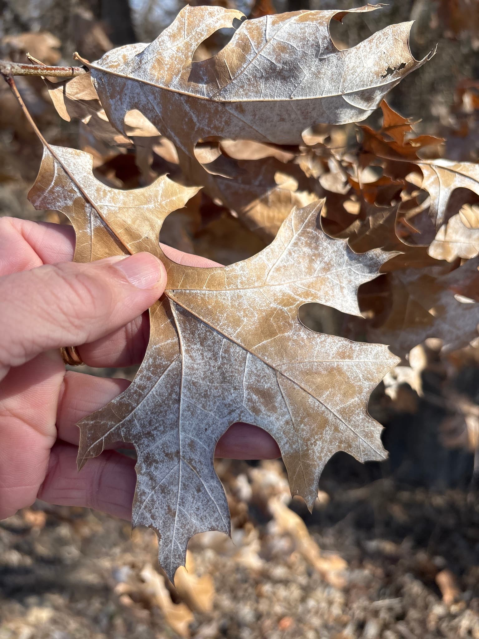 Plaga de PHYLLACTINIA SPP.