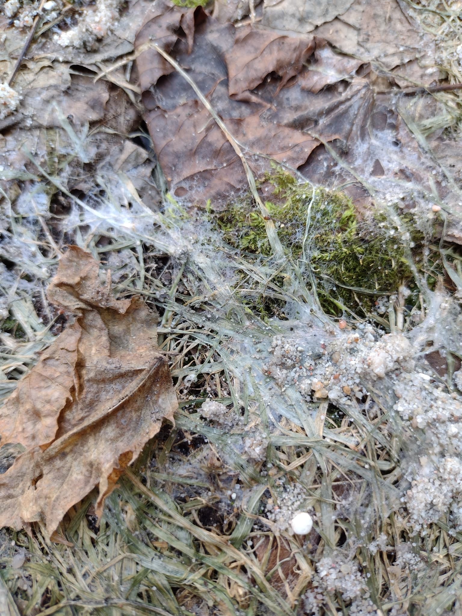 Plaga de MICRODOCHIUM SPP.