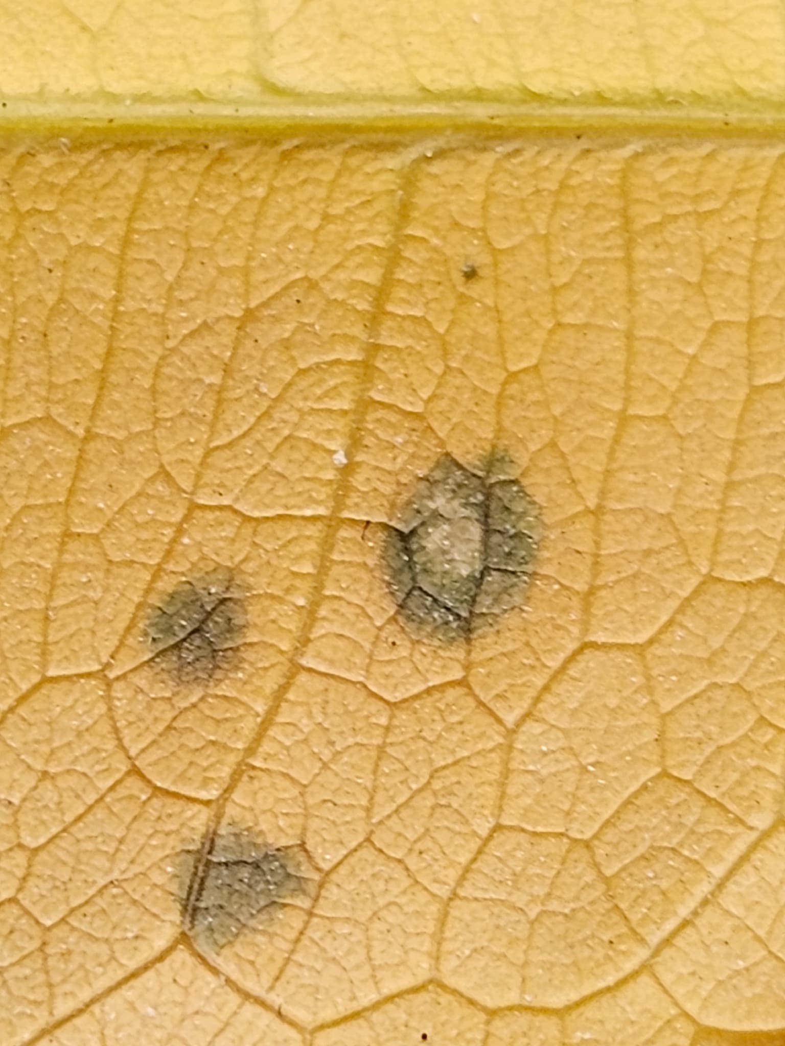 Plaga de PSEUDOCERCOSPORA SPP.