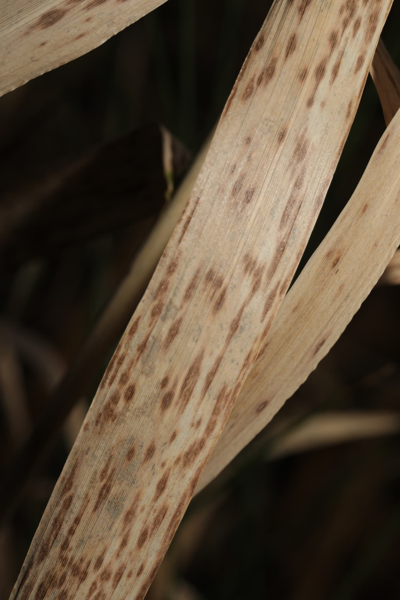 Plaga de RAMULARIA O SALPICADO NECRÓTICO, RAMULARIA COLLO-CYGNI
