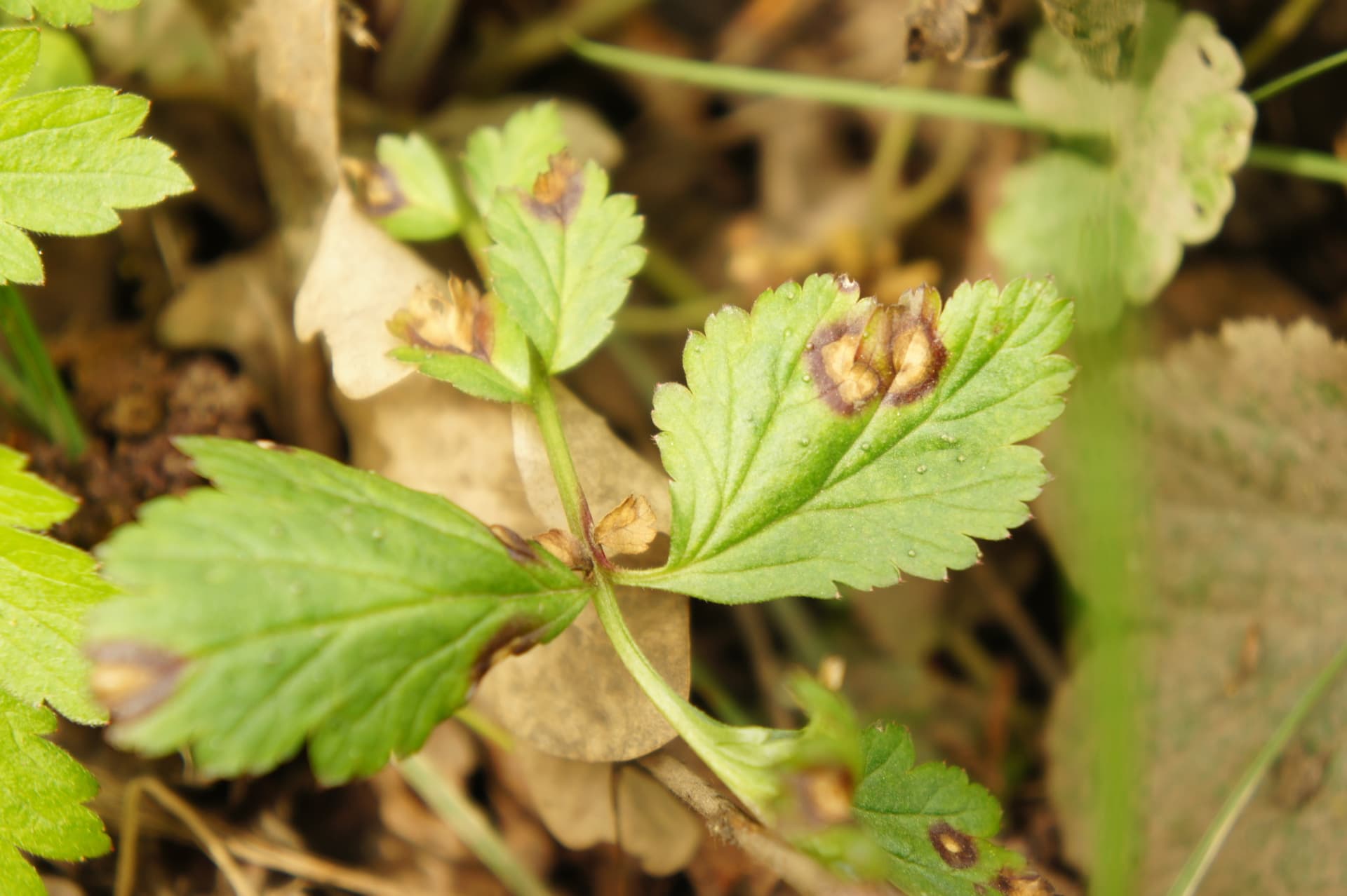 Plaga de SEPTORIOSIS, SPHAERULINA SPP.