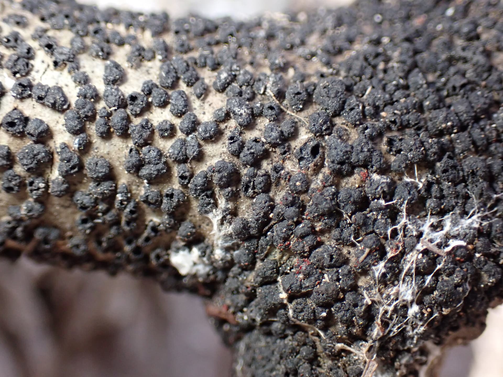 Plaga de NECTRIACEAE