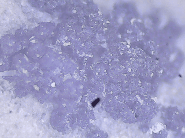 Plaga de FUSARIOSIS DEL MAÍZ, FUSARIUM GRAMINEARUM