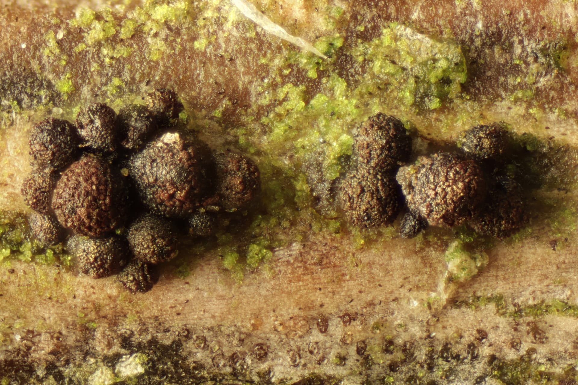 Plaga de FUSARIUM SAMBUCINUM