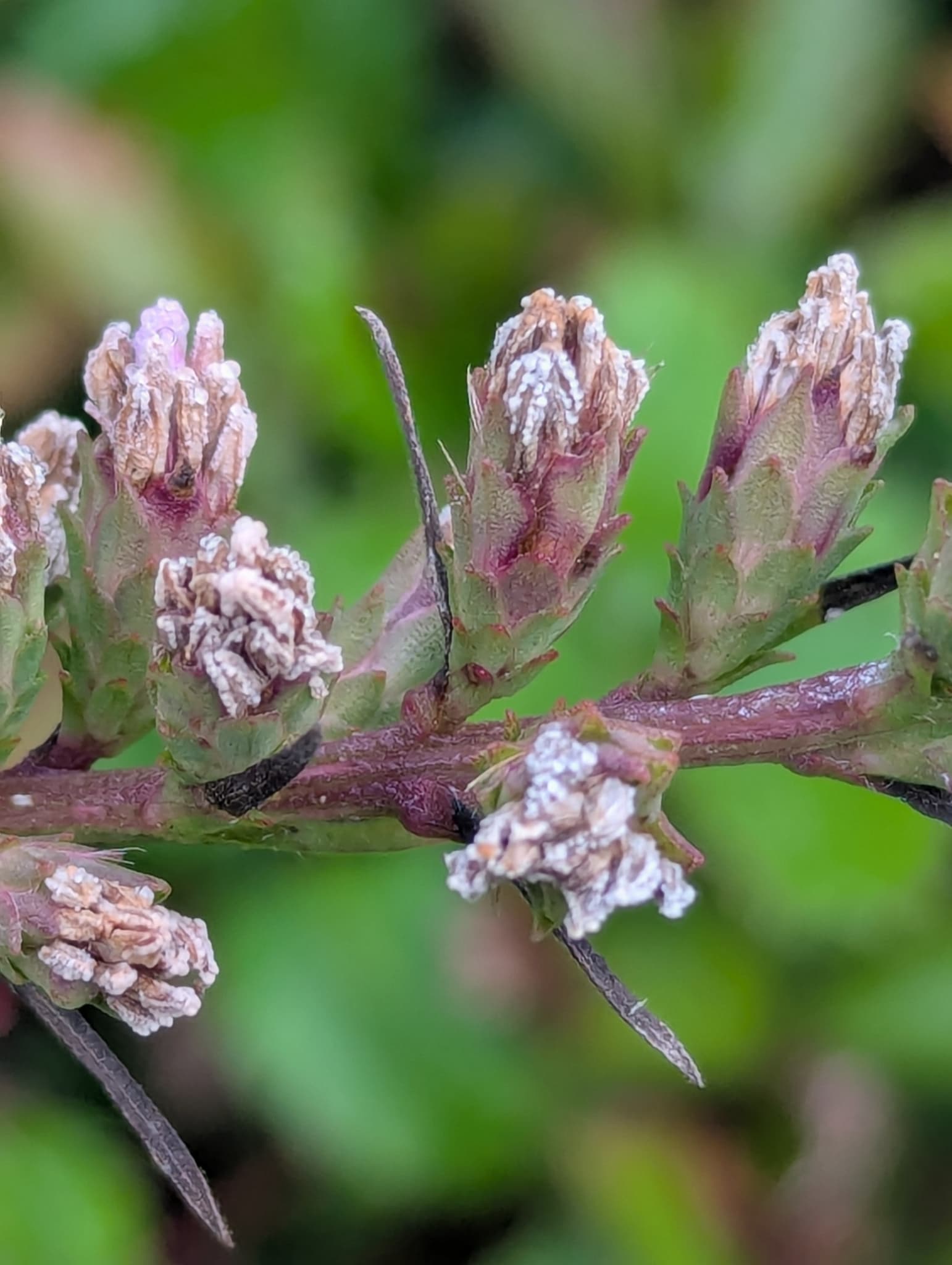 Plaga de PERONOSPORACEAE
