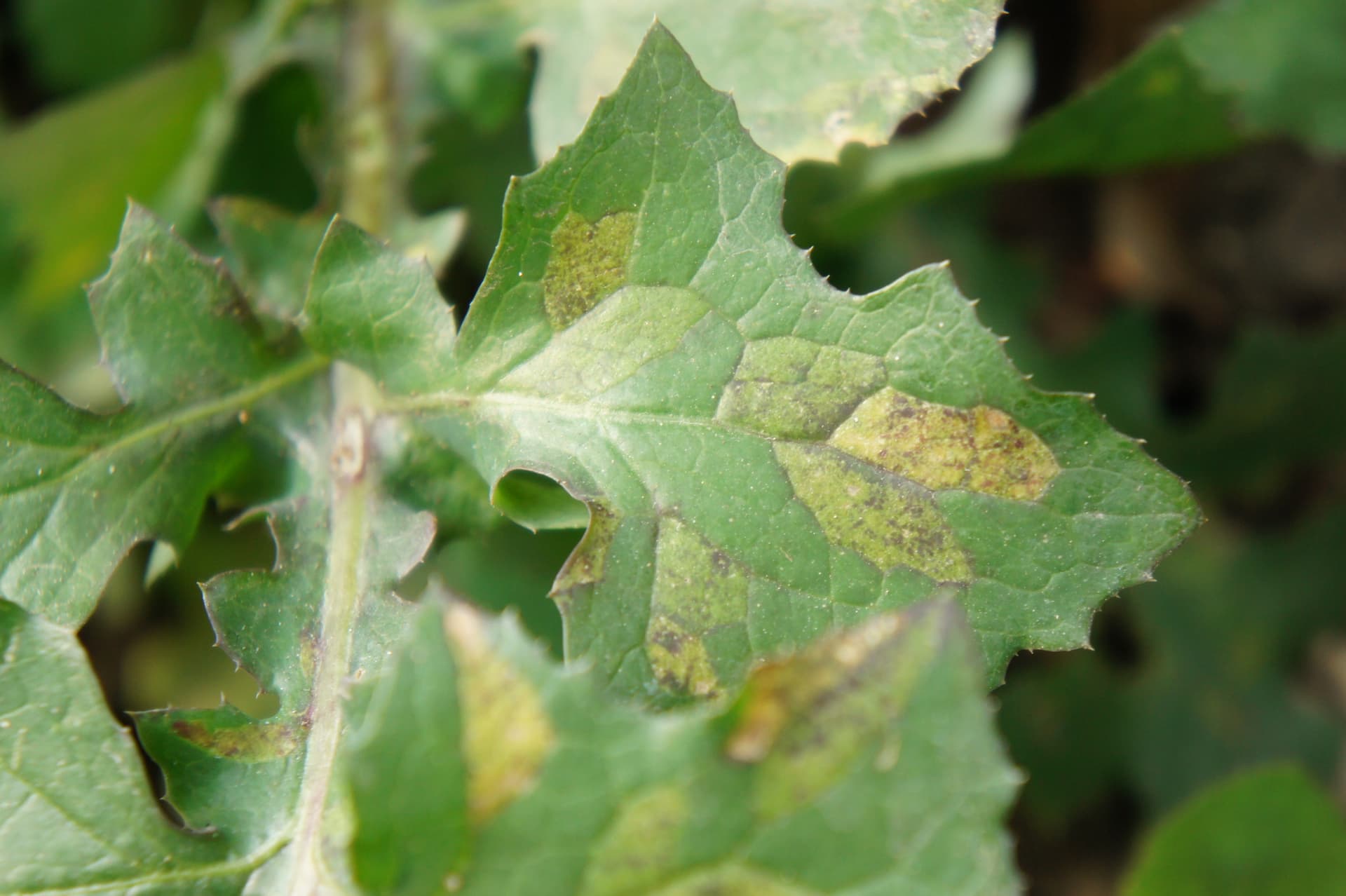 Plaga de BREMIA SPP.