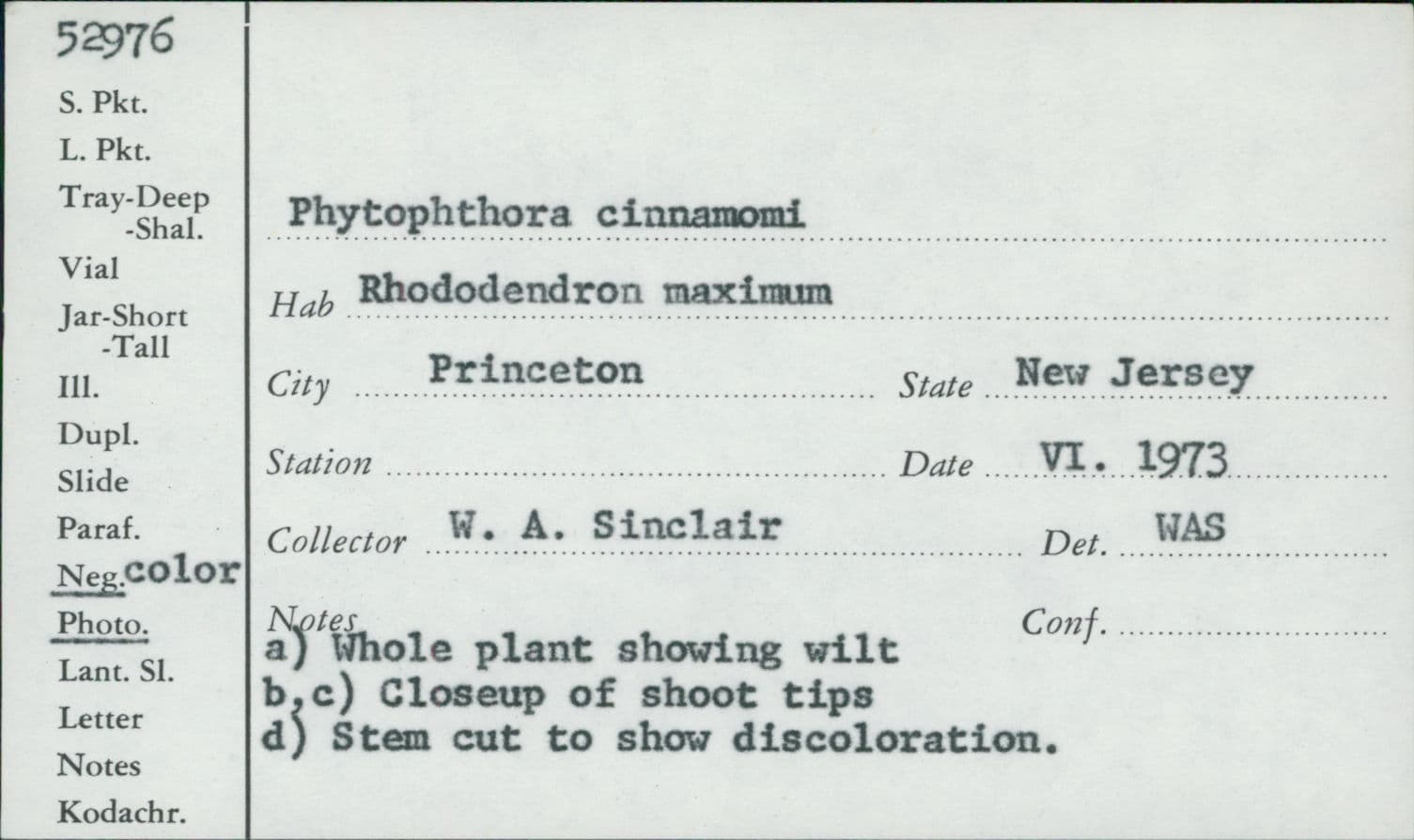 Plaga de PODREDUMBRE DE CUELLO Y RAÍZ, PHYTOPHTHORA CINNAMOMI
