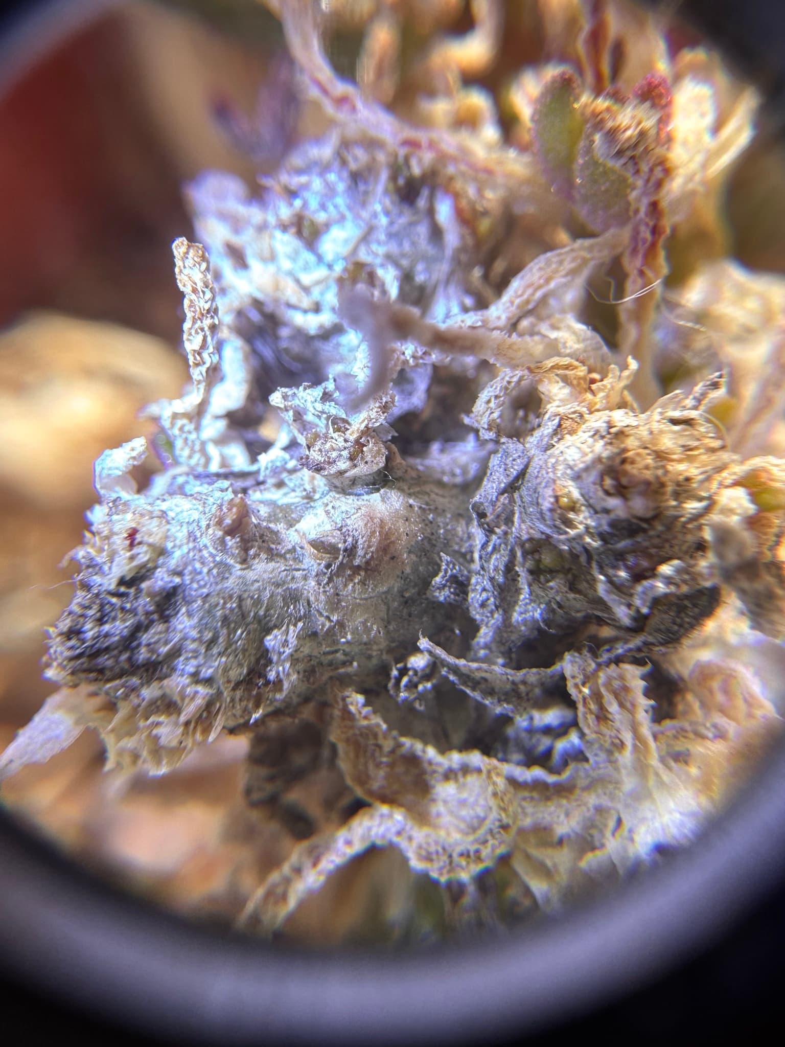 Plaga de PHAEOSPHAERIACEAE