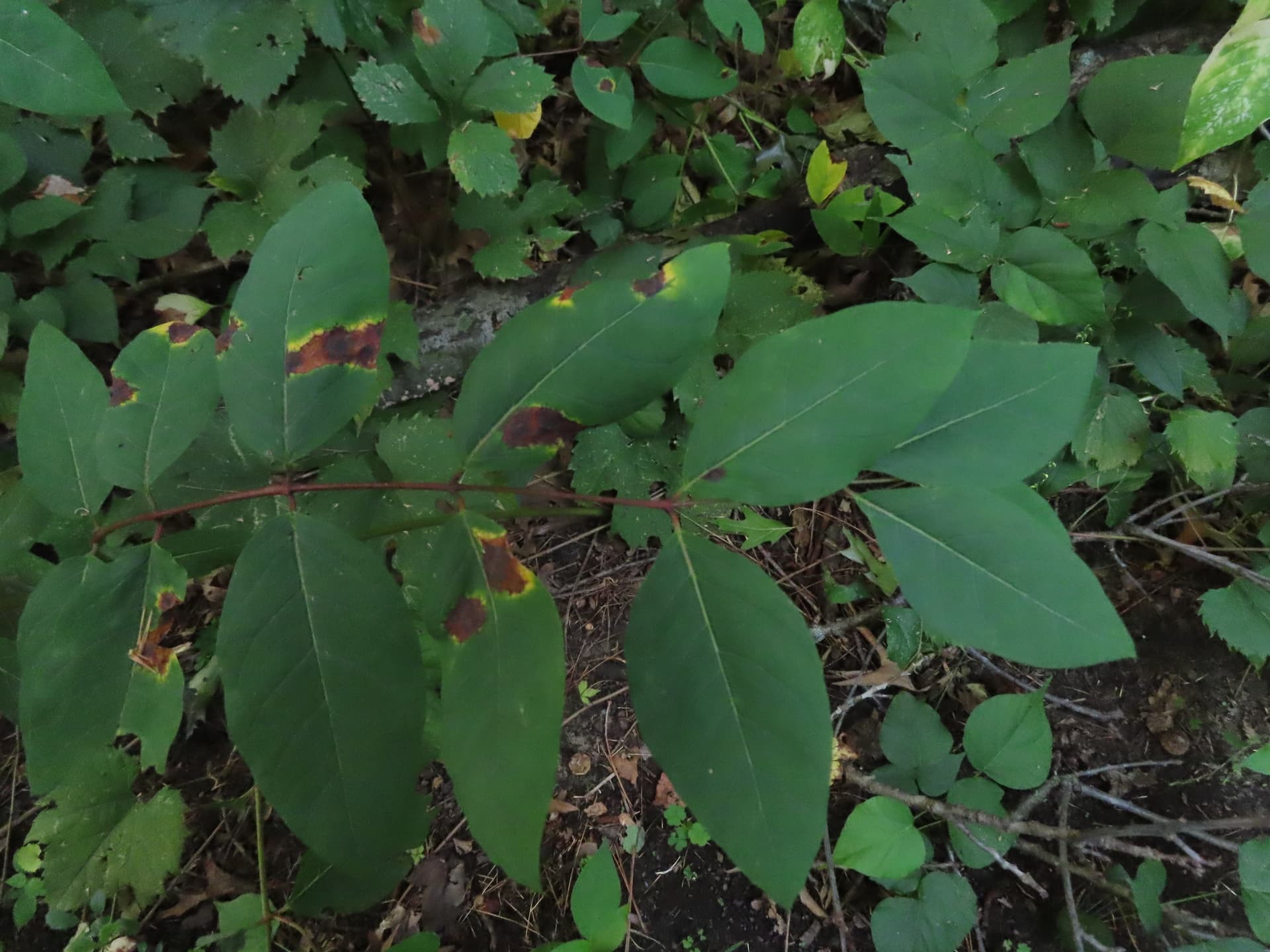 Plaga de PHYLLOSTICTACEAE