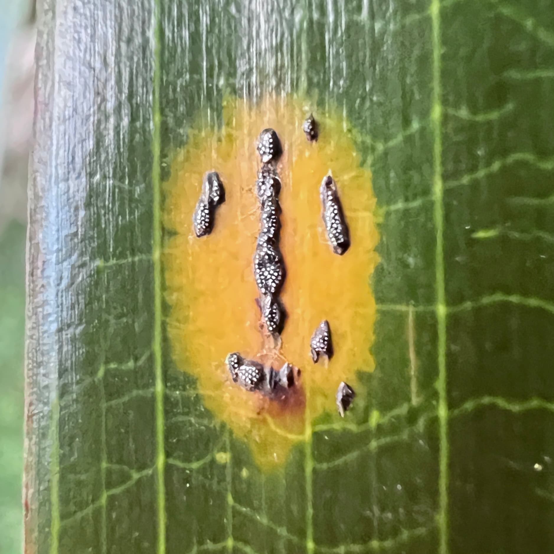 Plaga de HELMINTHOSPORIUM SPP.