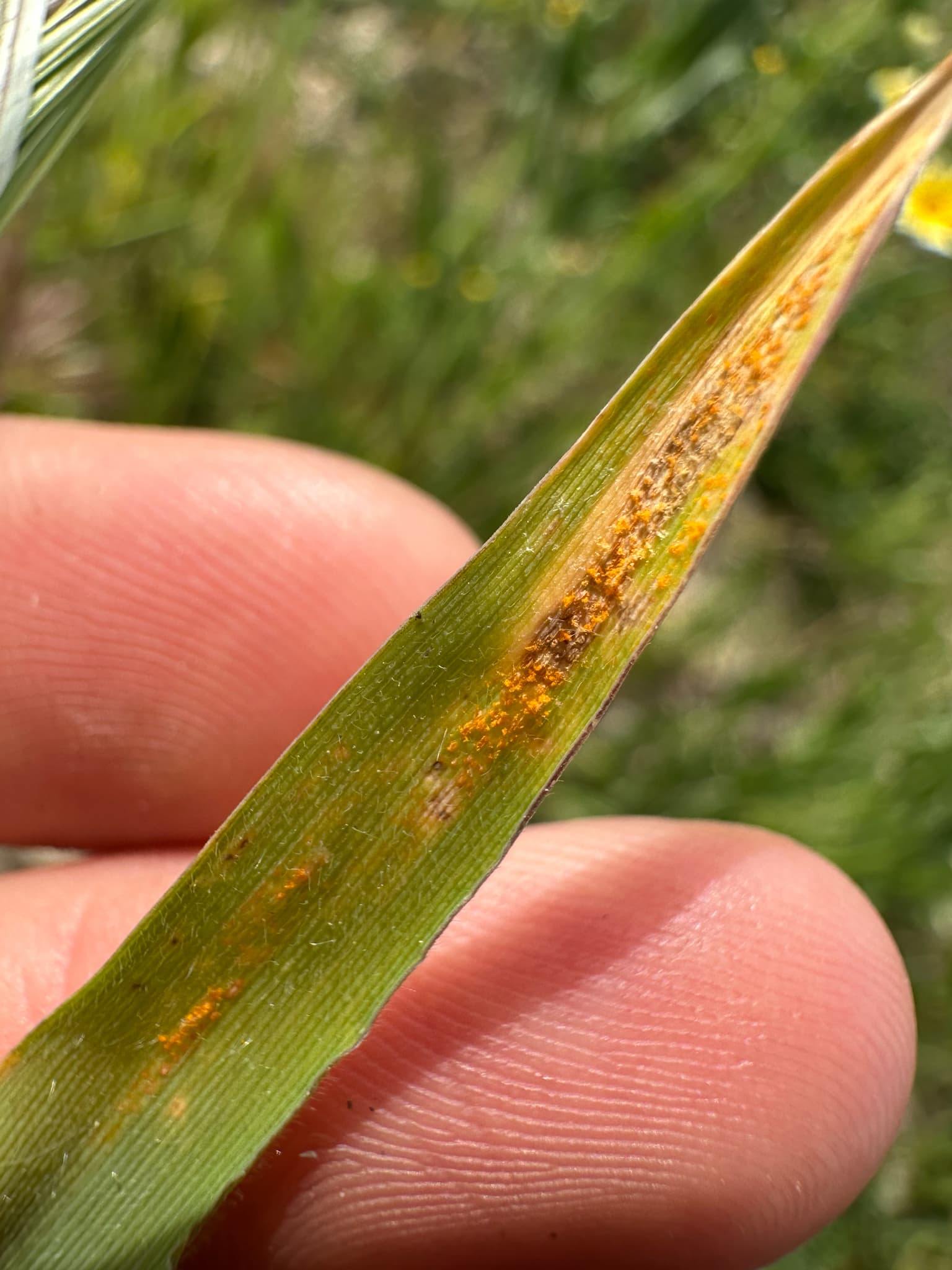 Plaga de ROYA PARDA O ENANA DE LA CEBADA, PUCCINIA HORDEI