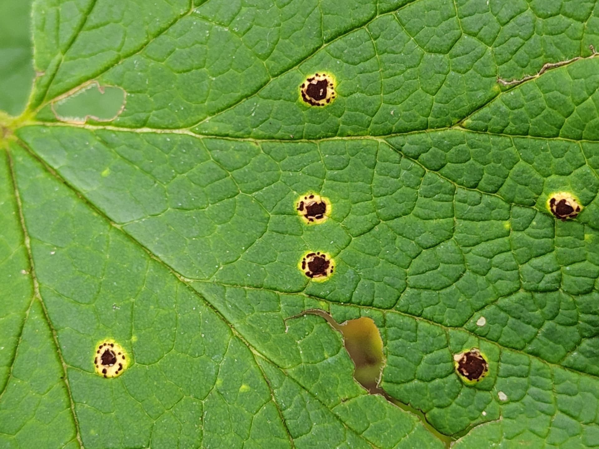 Plaga de ROYA NEGRA DEL GROSELLERO, PUCCINIA RIBIS