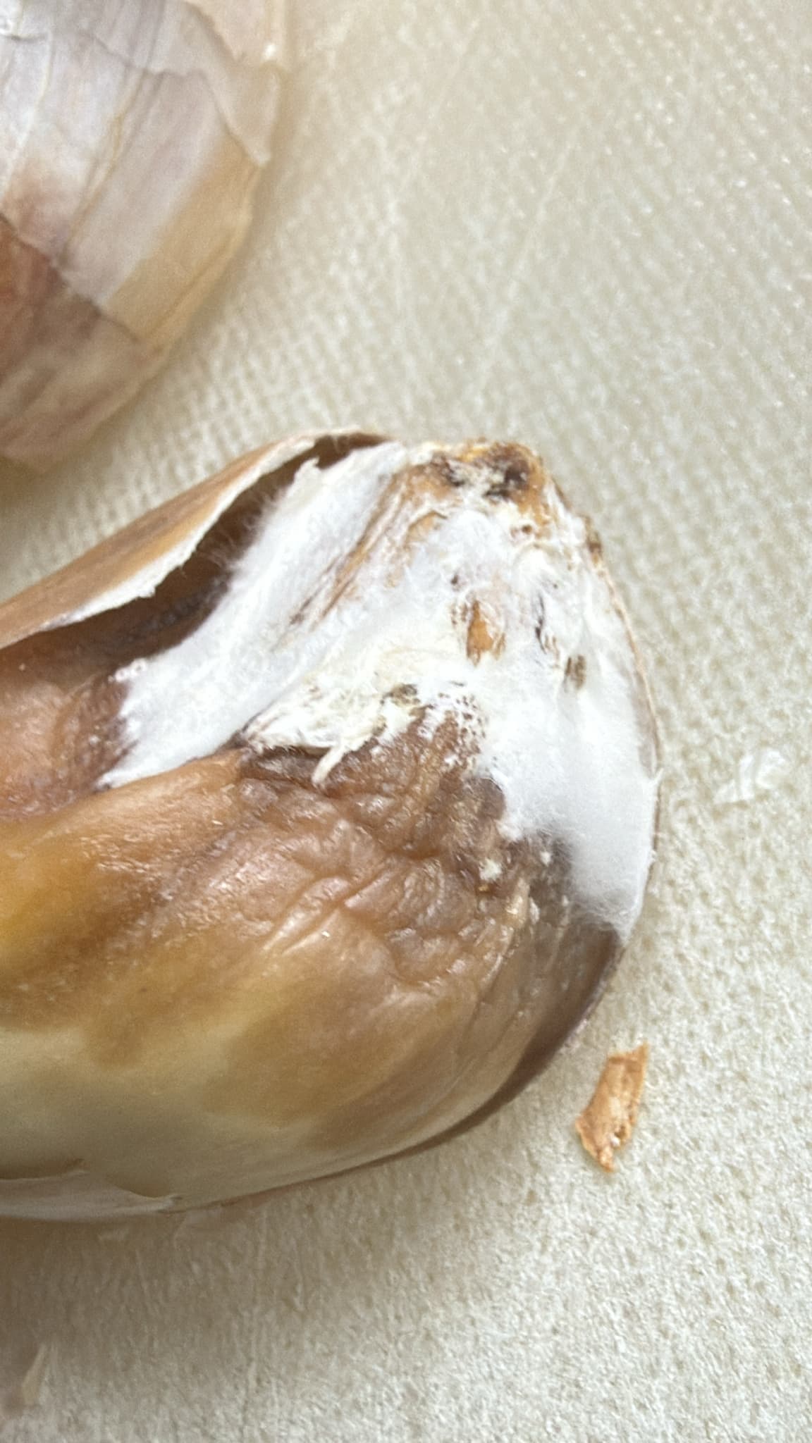 Plaga de STROMATINIA SPP.