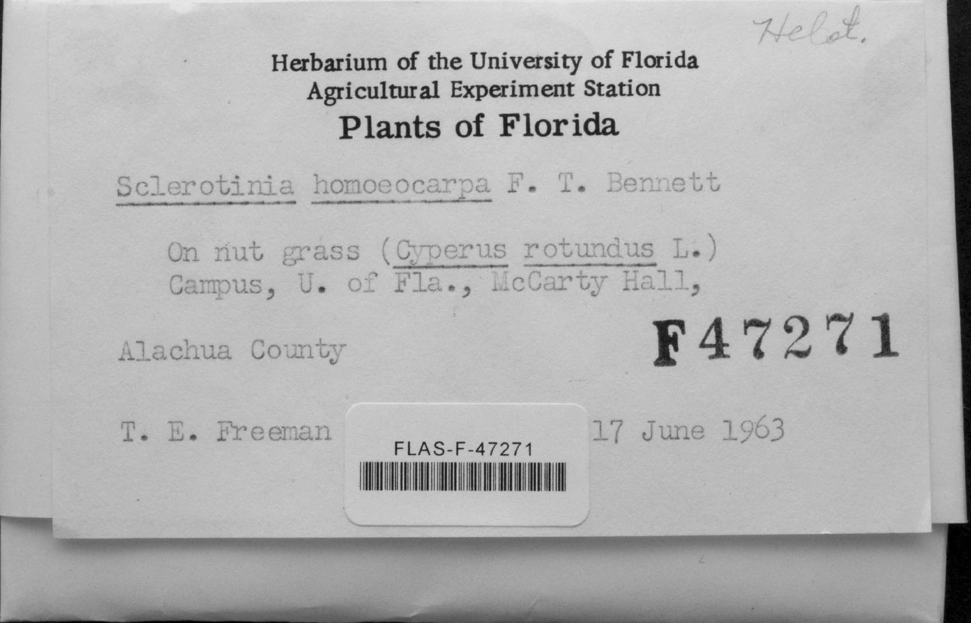 Plaga de MANCHA DE DÓLAR O ESCLEROTINIA DEL CÉSPED, CLARIREEDIA HOMOEOCARPA