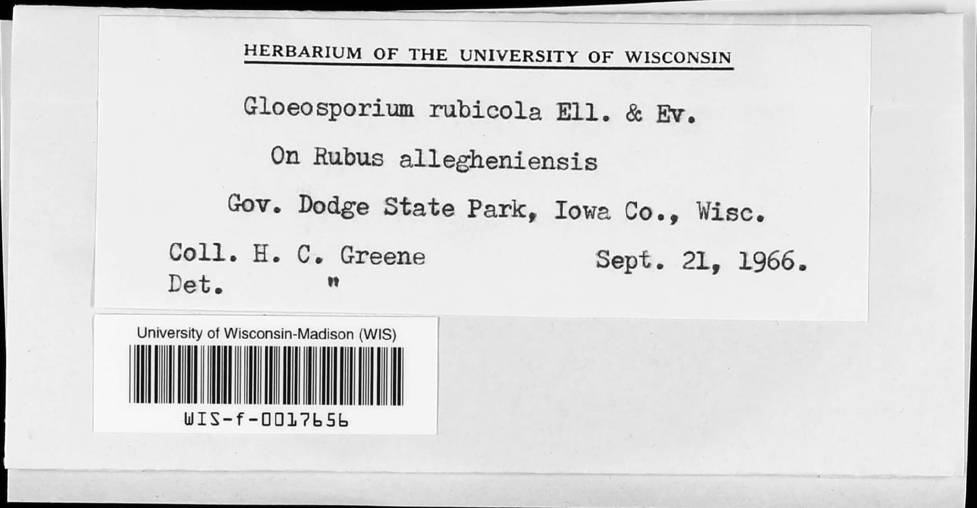 Plaga de ANTRACNOSIS DEL TOMATE, COLLETOTRICHUM COCCODES