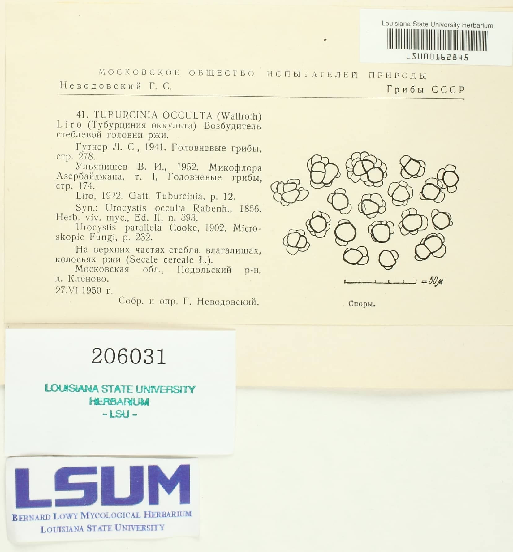 Plaga de CARBÓN DEL TALLO DEL CENTENO, UROCYSTIS OCCULTA