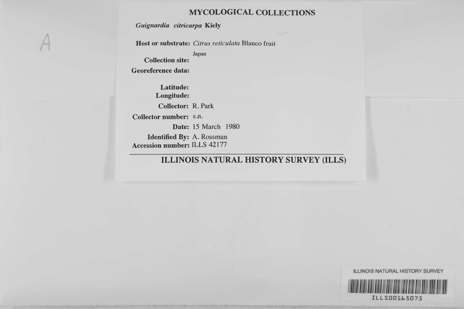 Plaga de MANCHA NEGRA DE LOS CÍTRICOS, PHYLLOSTICTA CITRICARPA