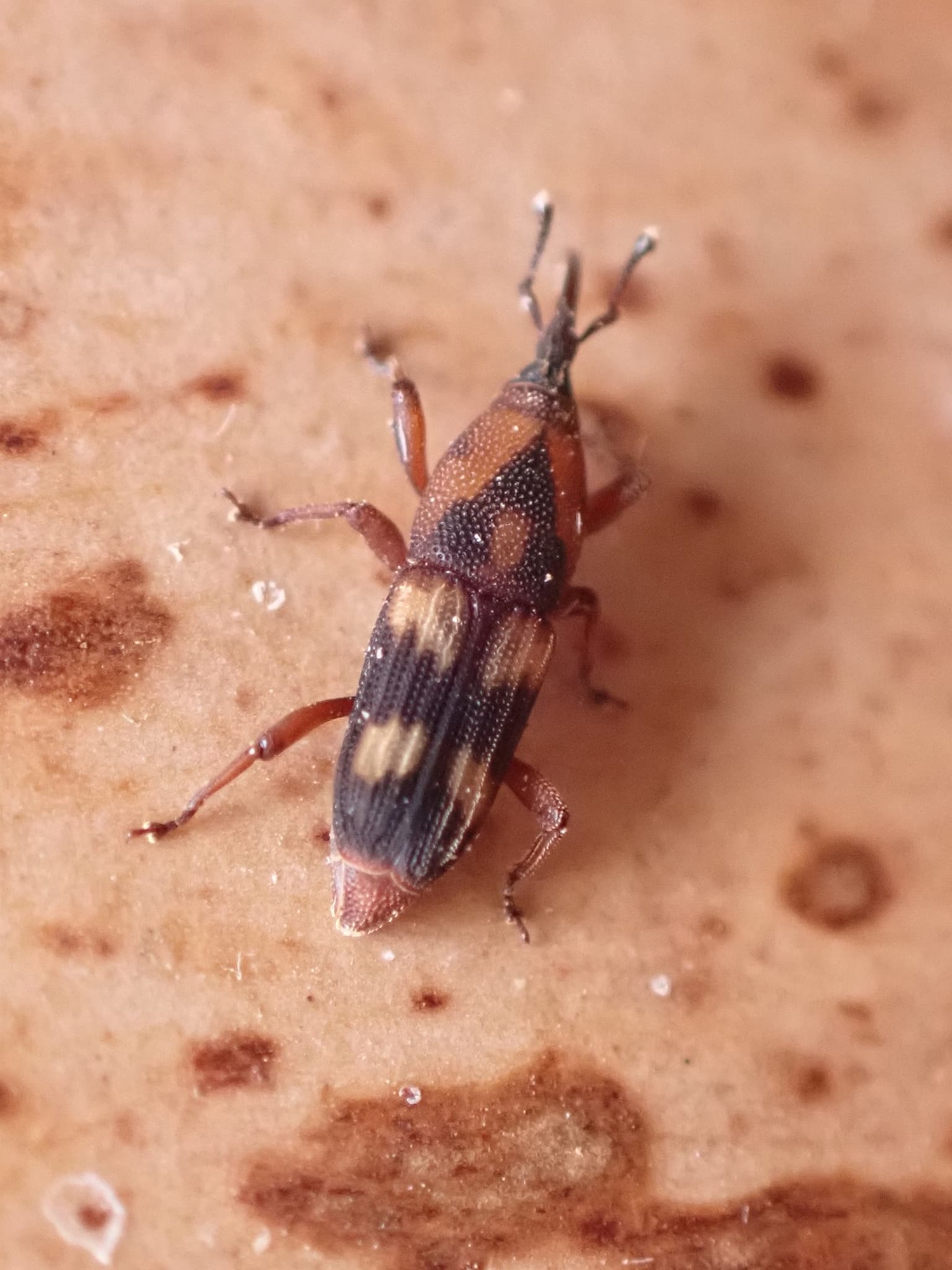 Plaga de PICUDO DE LAS CUATRO MANCHAS, DIOCALANDRA FRUMENTI