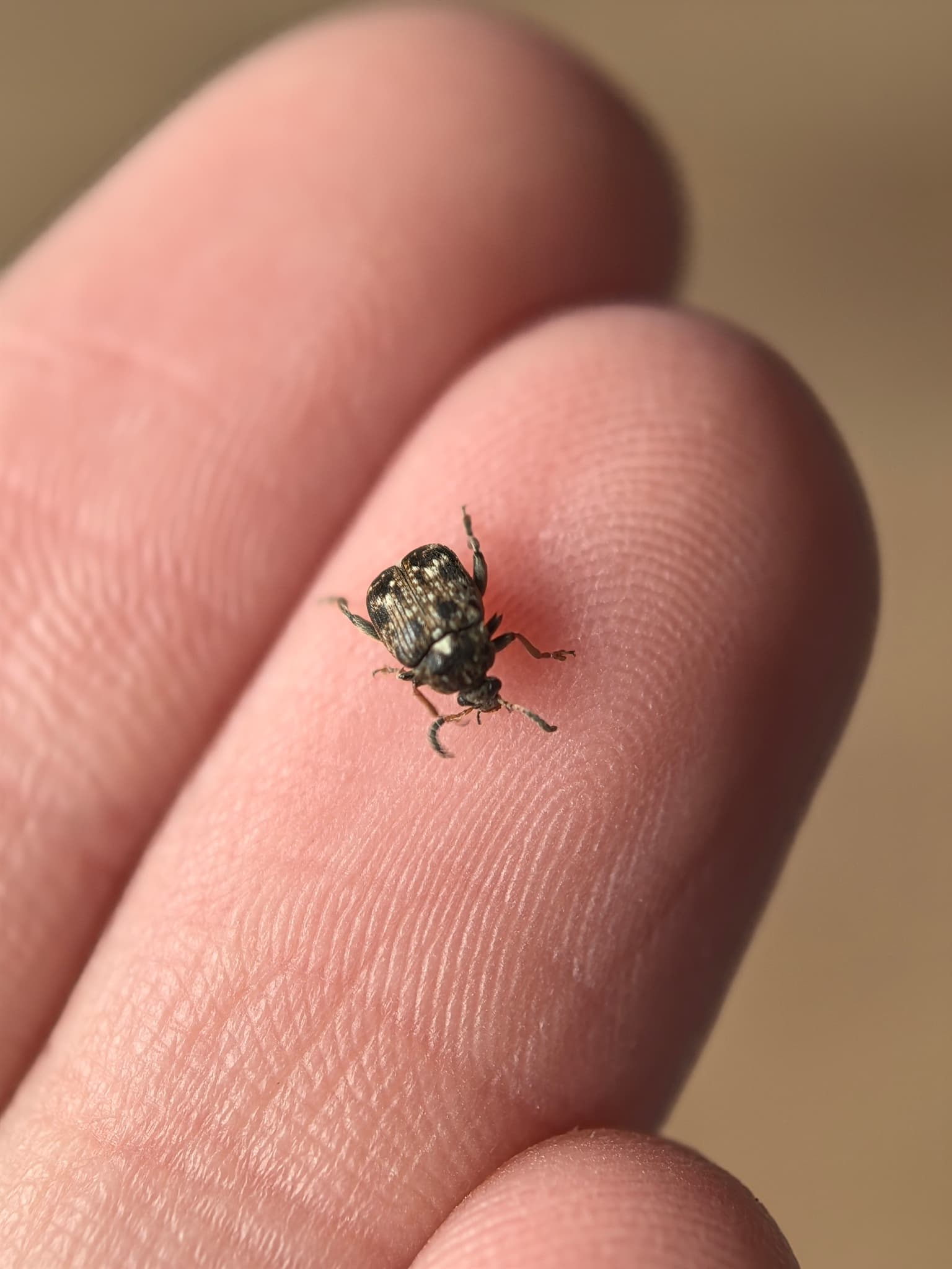 Plaga de GORGOJOS, BRUCHUS SPP.