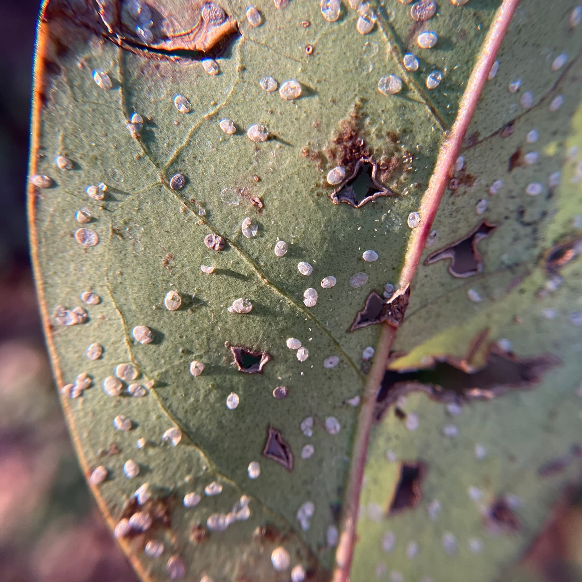 Plaga de MOSCA BLANCA, DIALEURODES CITRI