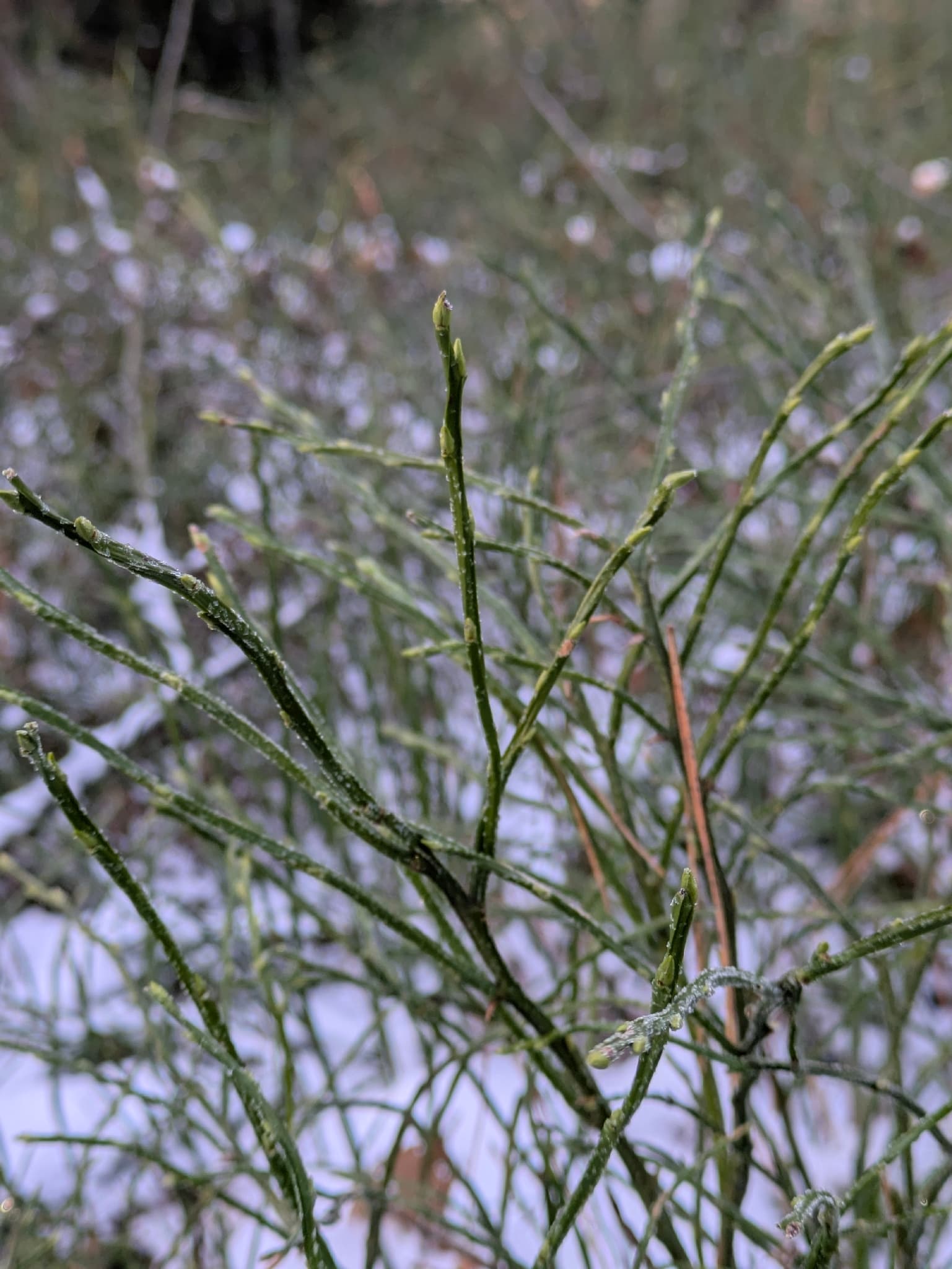 Cultivo de Arándano, mirtilo